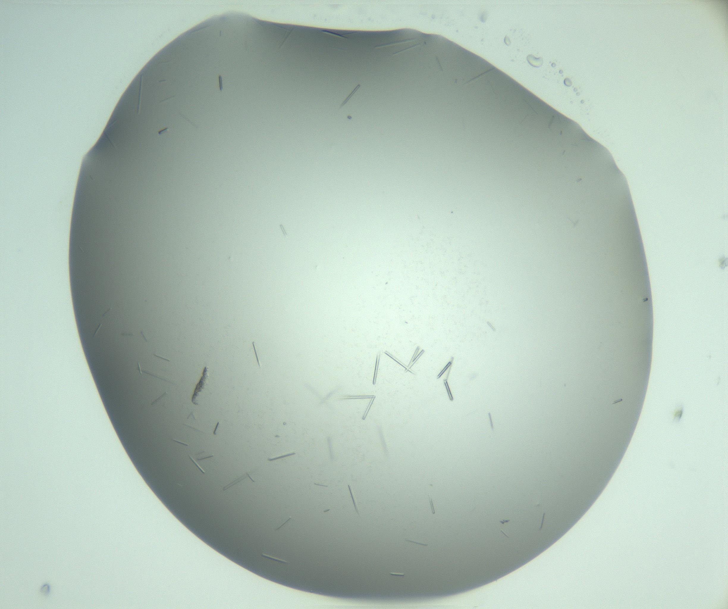 RI01_03_000_0212_Proj1_Clon1_MC_0000MC103280_002_170215_07_05_02_00_99_002_001_RAI.jpg