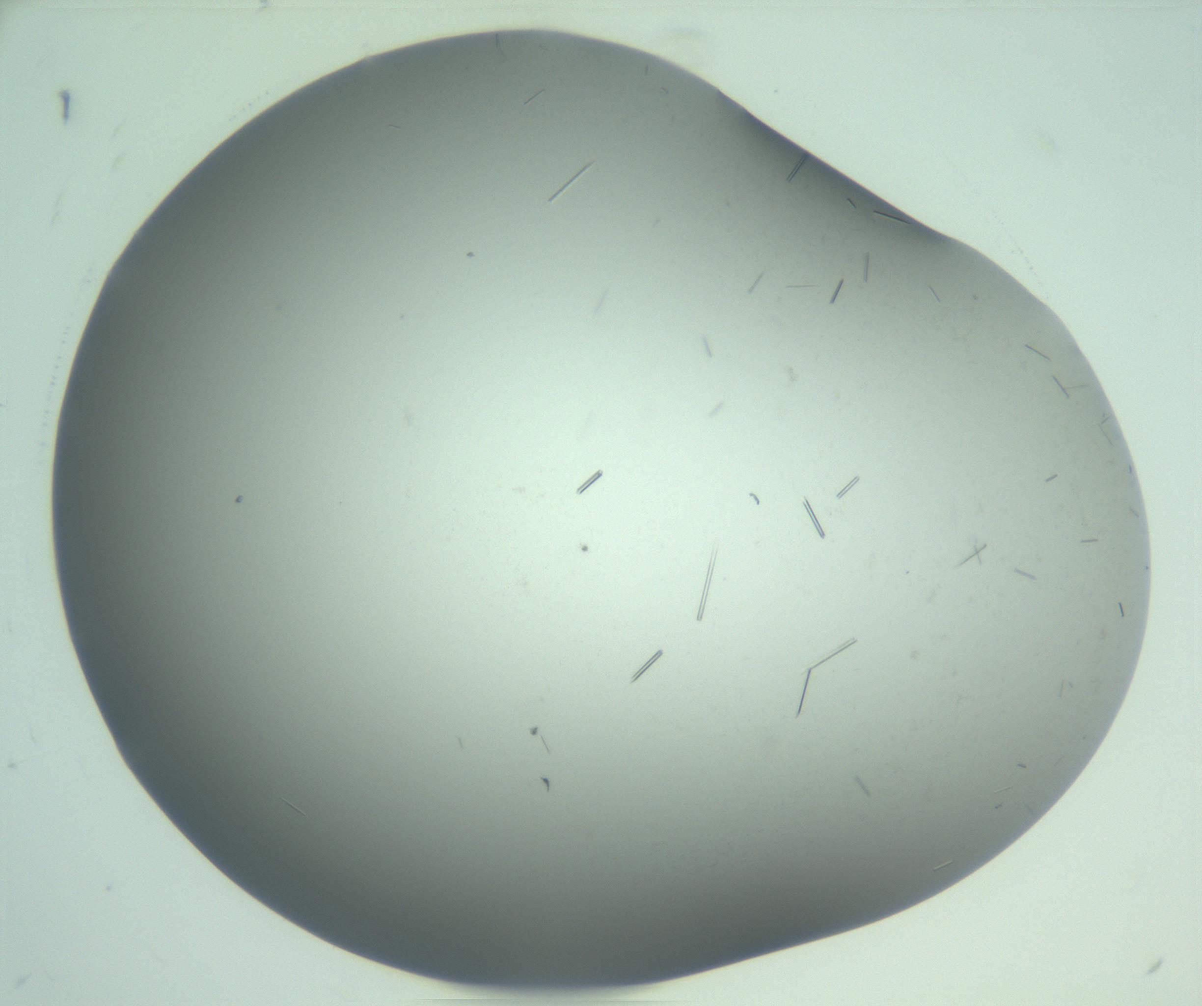 RI01_03_000_0212_Proj1_Clon1_MC_0000MC103280_002_170215_07_08_02_00_99_002_001_RAI.jpg
