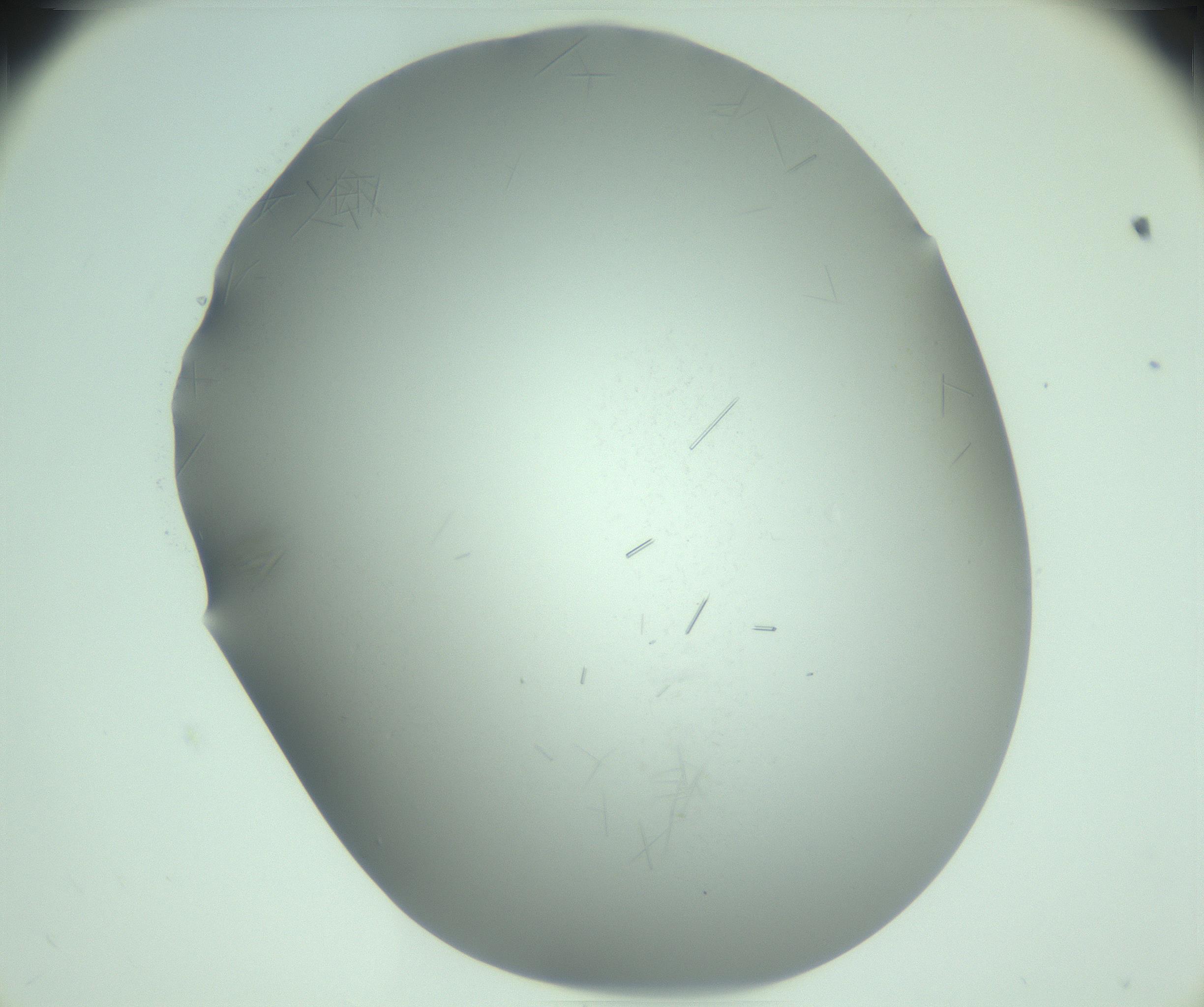 RI01_03_000_0212_Proj1_Clon1_MC_0000MC103280_002_170215_09_05_02_00_99_002_001_RAI.jpg