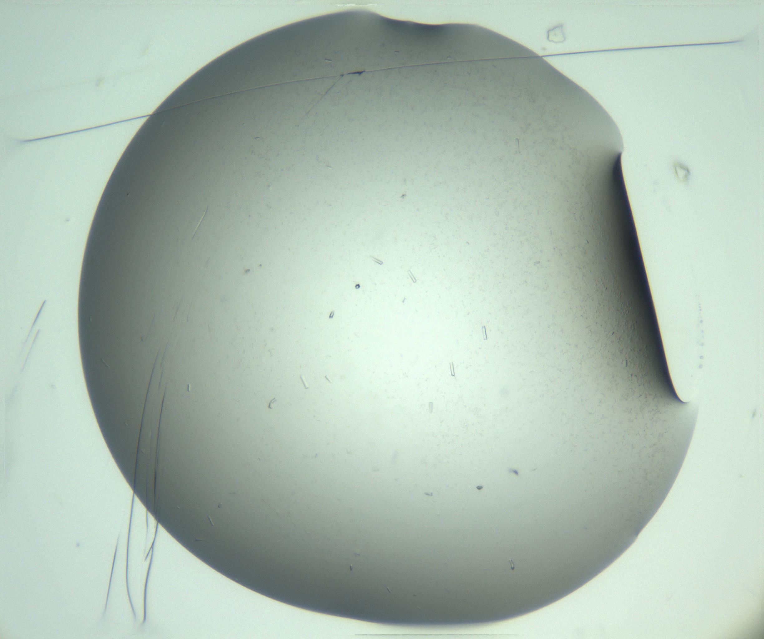 RI01_03_000_0212_Proj1_Clon1_MC_0000MC103280_003_170217_01_01_01_00_99_002_001_RAI.jpg