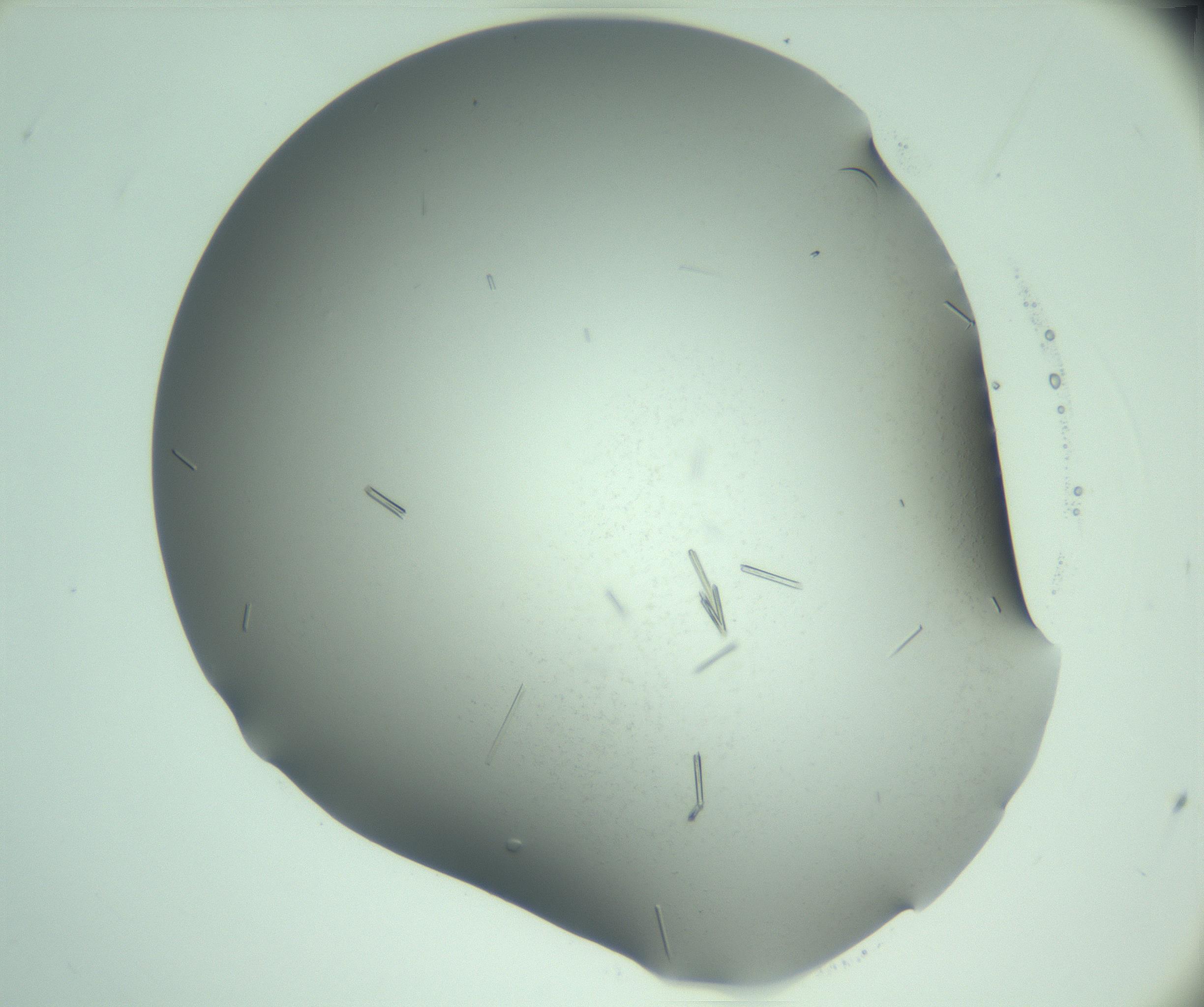 RI01_03_000_0212_Proj1_Clon1_MC_0000MC103280_003_170217_01_01_02_00_99_002_001_RAI.jpg