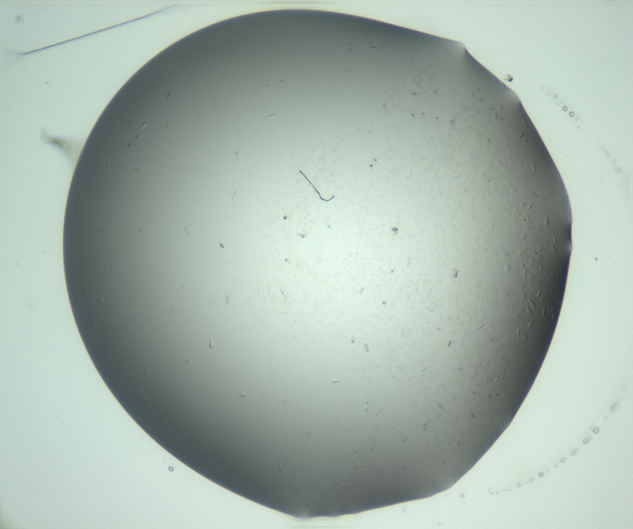 RI01_03_000_0212_Proj1_Clon1_MC_0000MC103280_003_170217_01_02_01_00_99_002_001_RAI.jpg