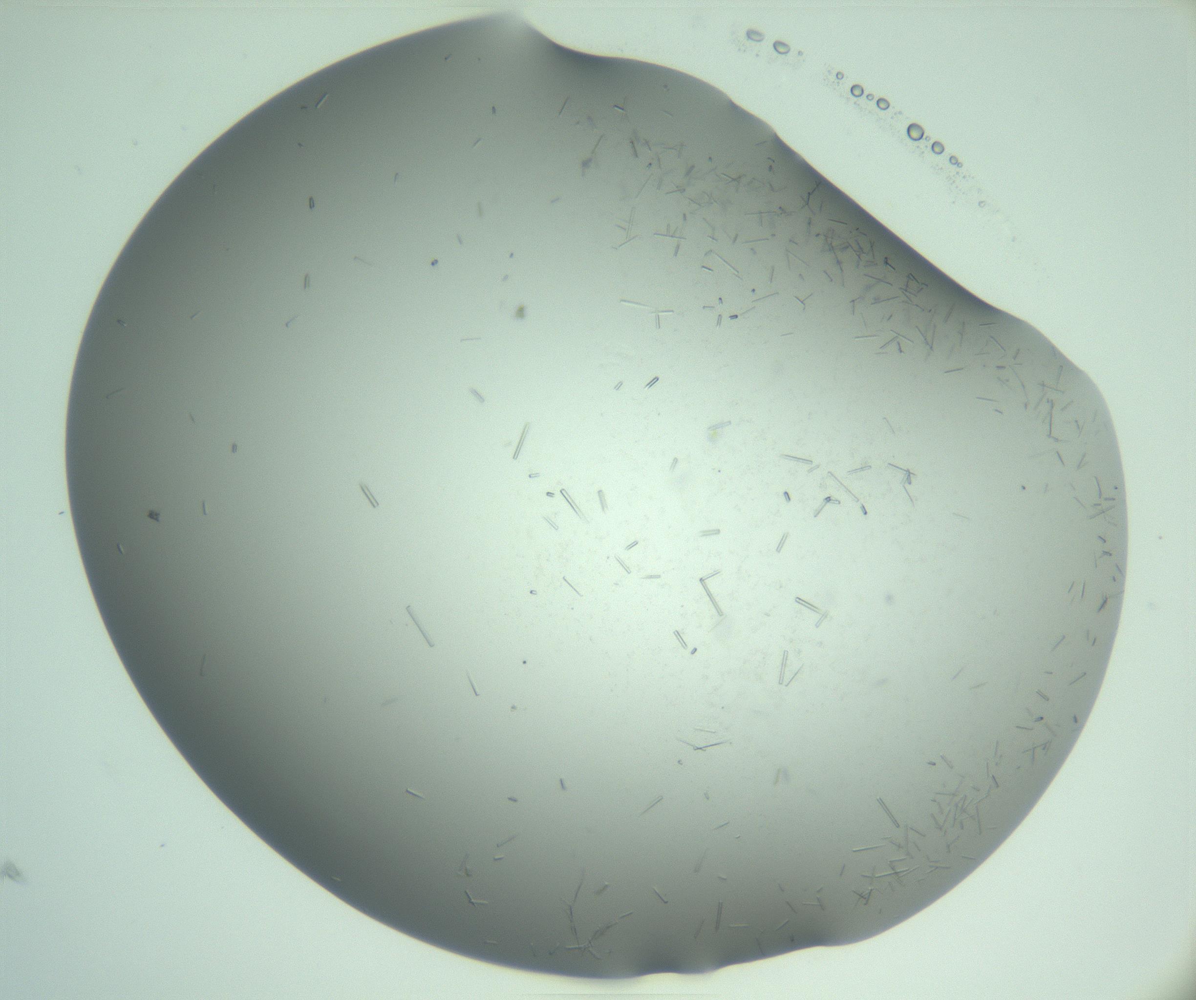 RI01_03_000_0212_Proj1_Clon1_MC_0000MC103280_003_170217_01_02_02_00_99_002_001_RAI.jpg