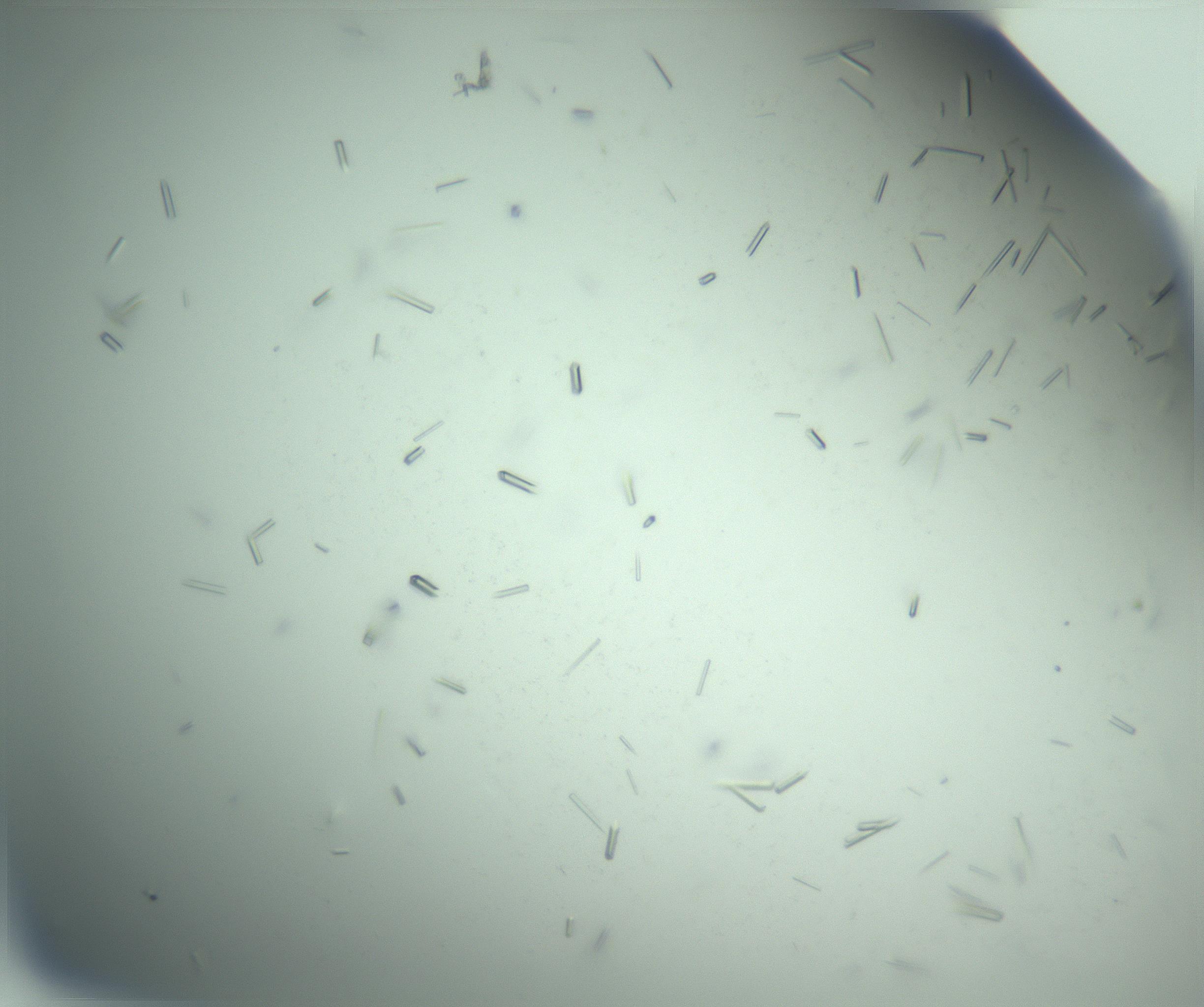 RI01_03_000_0212_Proj1_Clon1_MC_0000MC103280_003_170217_01_03_02_00_99_002_001_RAI.jpg