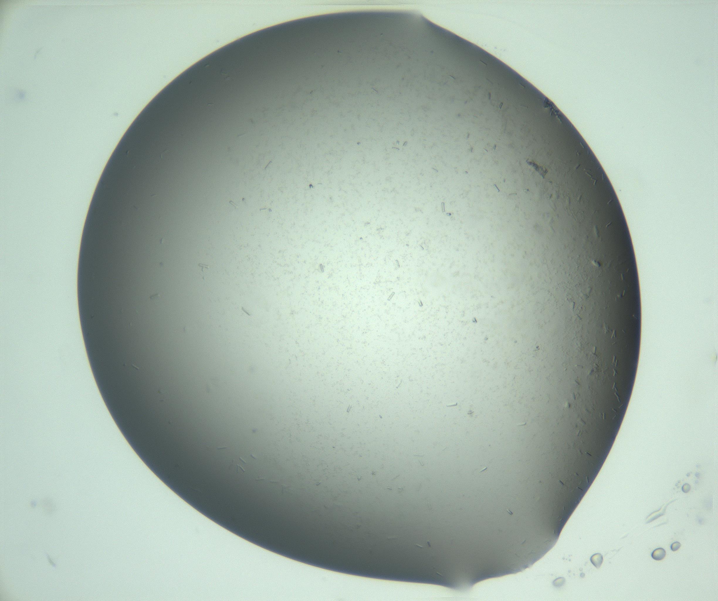 RI01_03_000_0212_Proj1_Clon1_MC_0000MC103280_003_170217_01_04_01_00_99_002_001_RAI.jpg