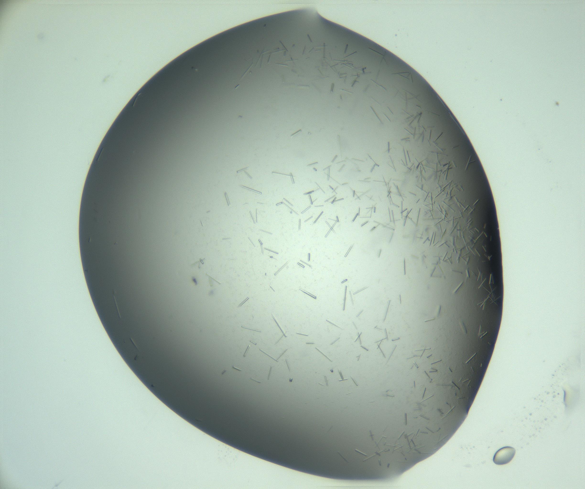 RI01_03_000_0212_Proj1_Clon1_MC_0000MC103280_003_170217_01_04_02_00_99_002_001_RAI.jpg