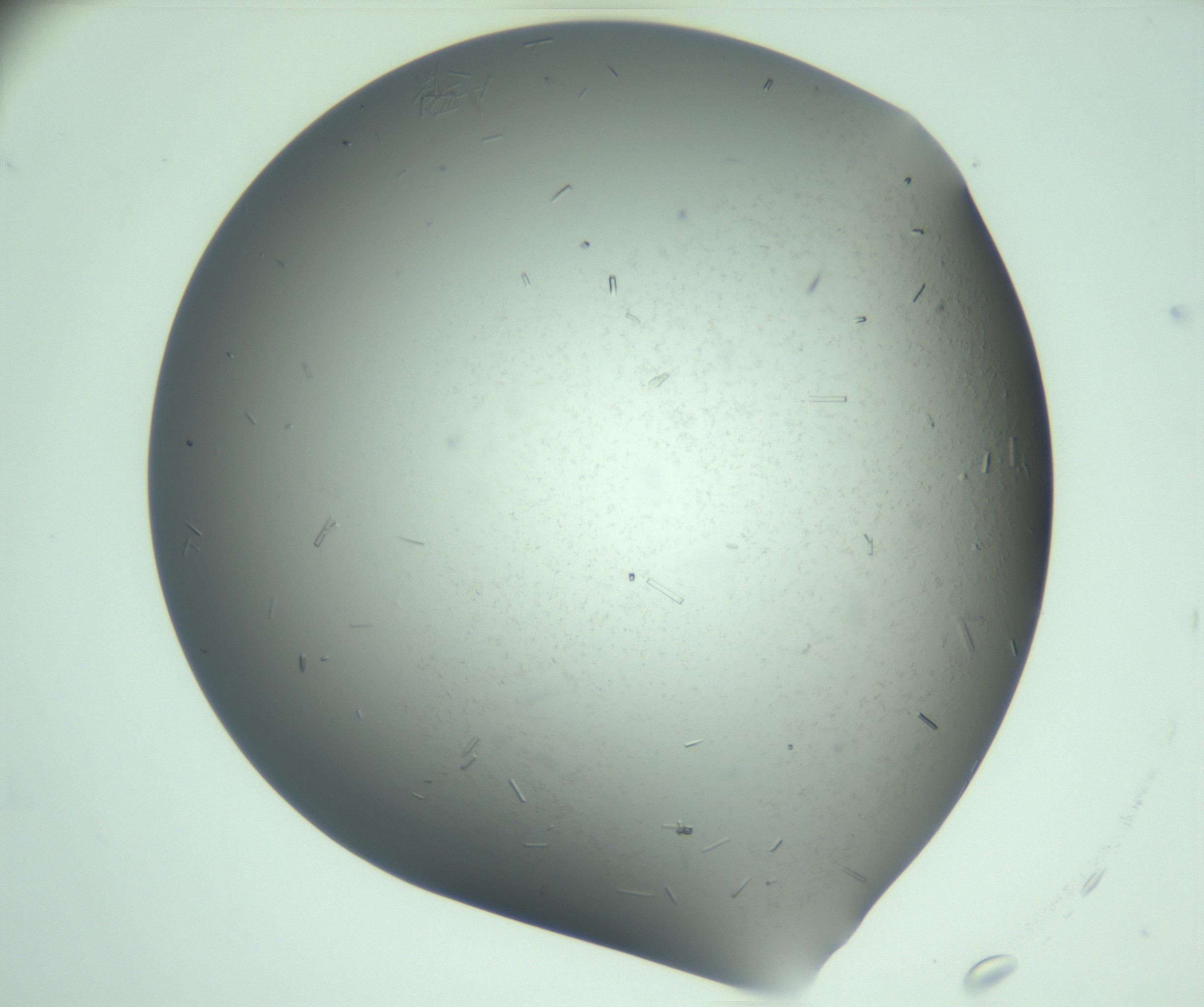 RI01_03_000_0212_Proj1_Clon1_MC_0000MC103280_003_170217_01_05_01_00_99_002_001_RAI.jpg