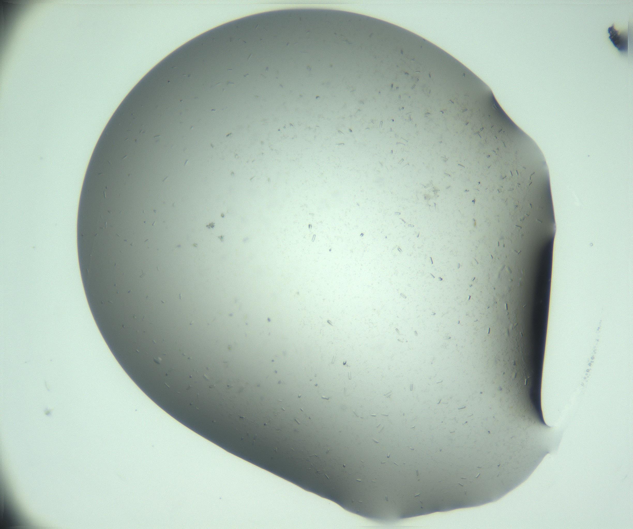 RI01_03_000_0212_Proj1_Clon1_MC_0000MC103280_003_170217_01_06_01_00_99_002_001_RAI.jpg