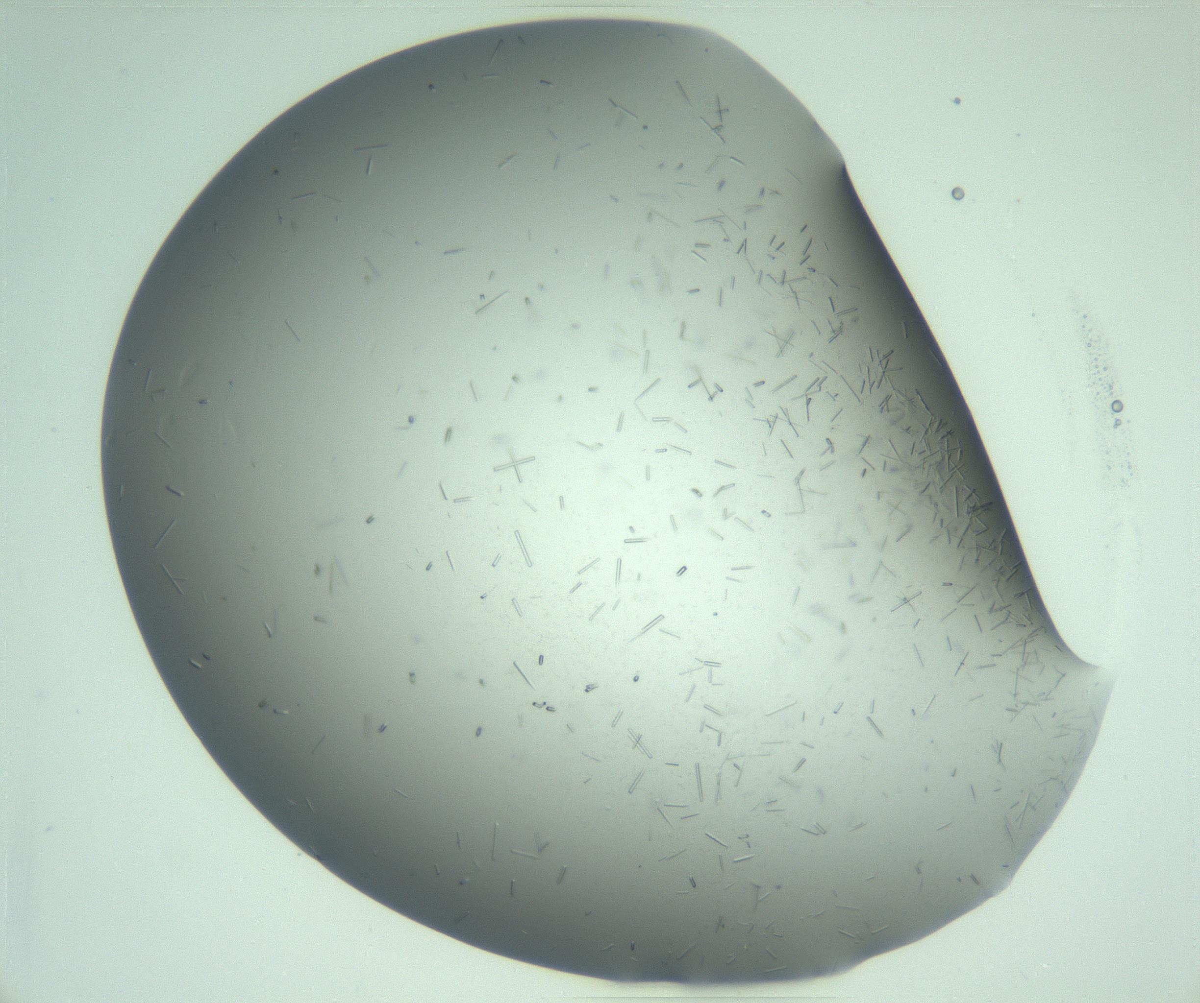 RI01_03_000_0212_Proj1_Clon1_MC_0000MC103280_003_170217_01_06_02_00_99_002_001_RAI.jpg