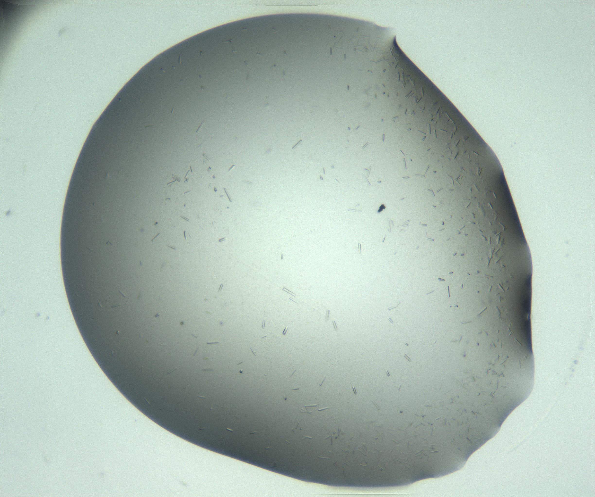 RI01_03_000_0212_Proj1_Clon1_MC_0000MC103280_003_170217_01_07_01_00_99_002_001_RAI.jpg