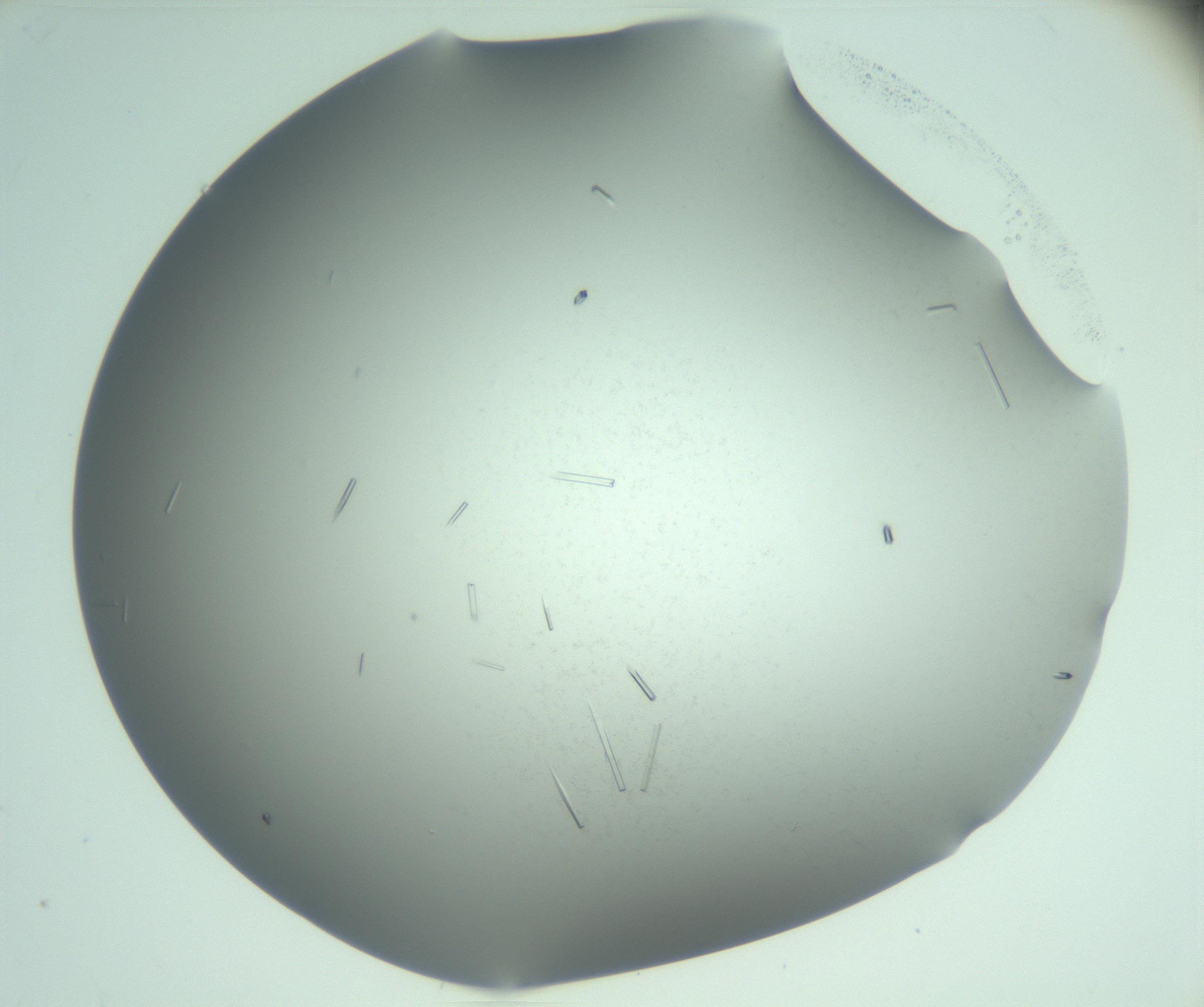 RI01_03_000_0212_Proj1_Clon1_MC_0000MC103280_003_170217_01_07_02_00_99_002_001_RAI.jpg