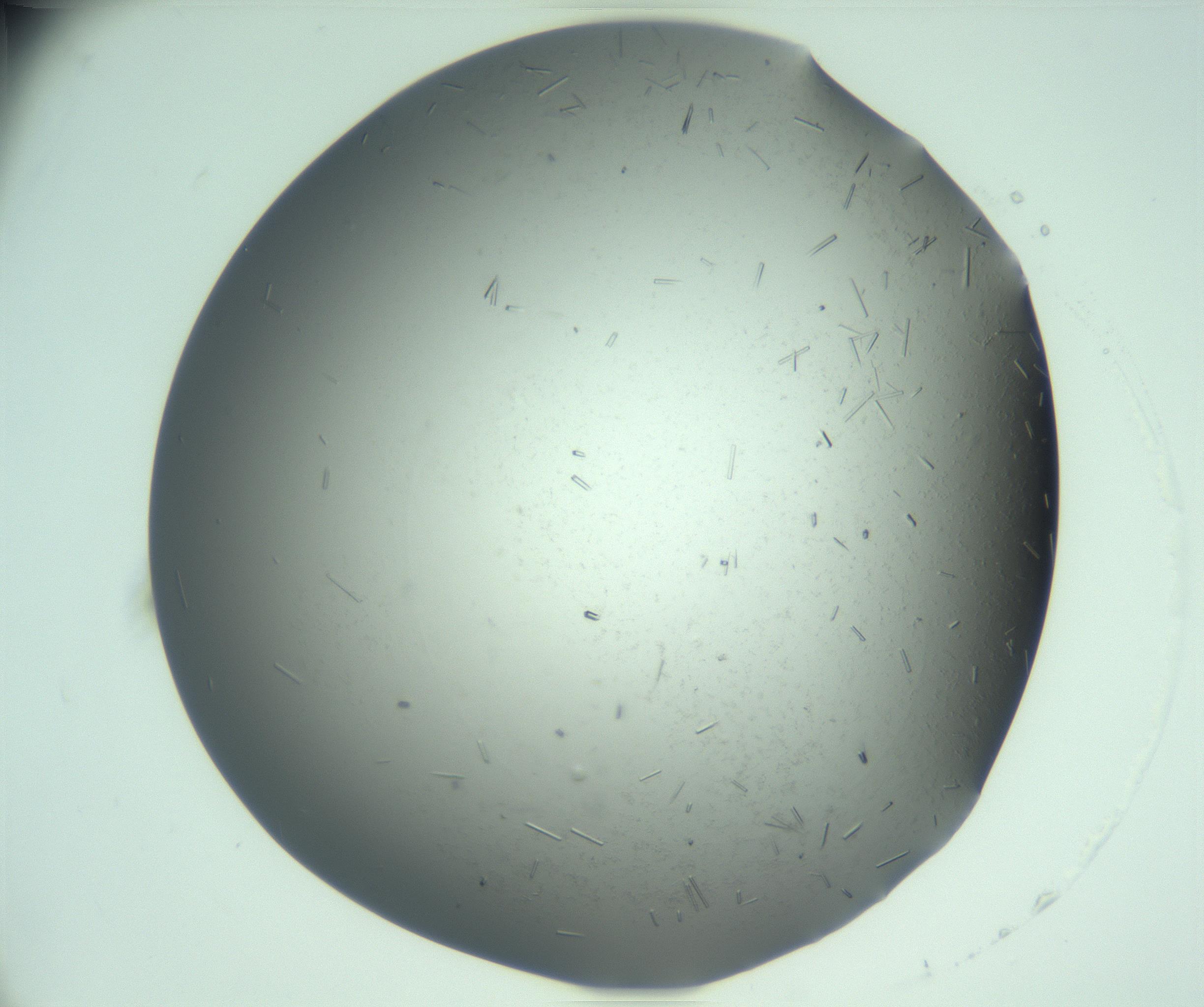 RI01_03_000_0212_Proj1_Clon1_MC_0000MC103280_003_170217_01_08_01_00_99_002_001_RAI.jpg