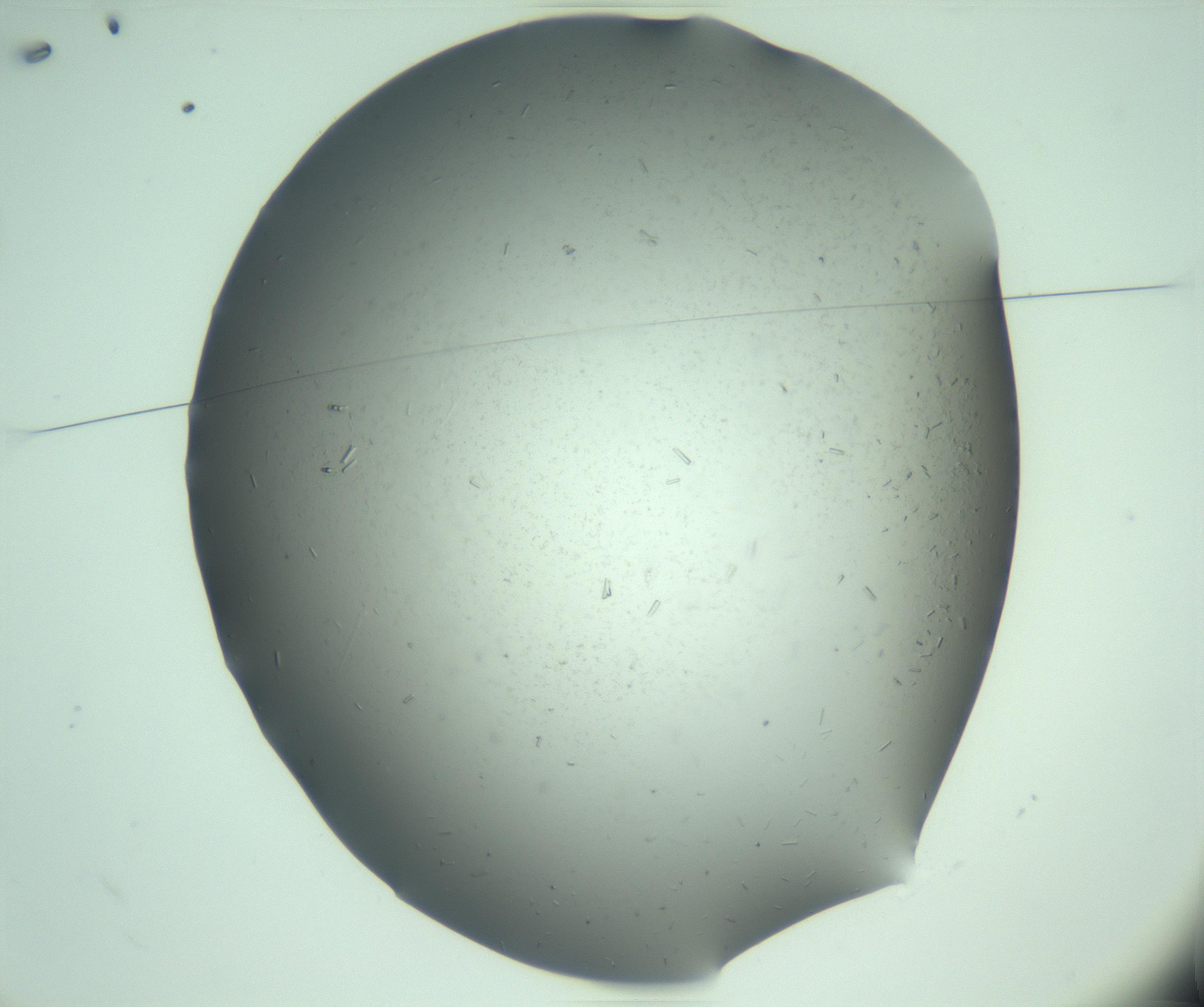 RI01_03_000_0212_Proj1_Clon1_MC_0000MC103280_003_170217_02_01_01_00_99_002_001_RAI.jpg