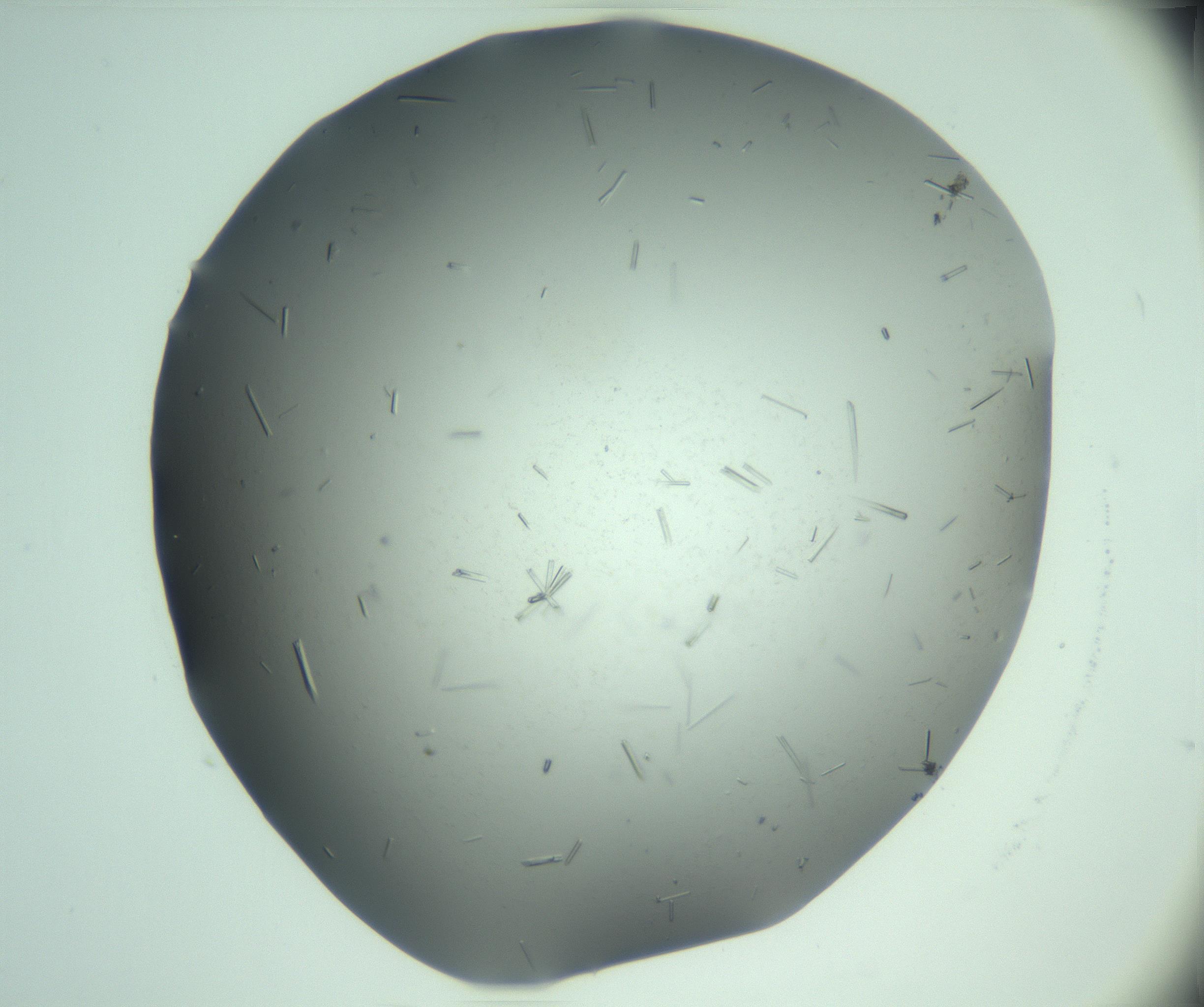 RI01_03_000_0212_Proj1_Clon1_MC_0000MC103280_003_170217_02_01_02_00_99_002_001_RAI.jpg