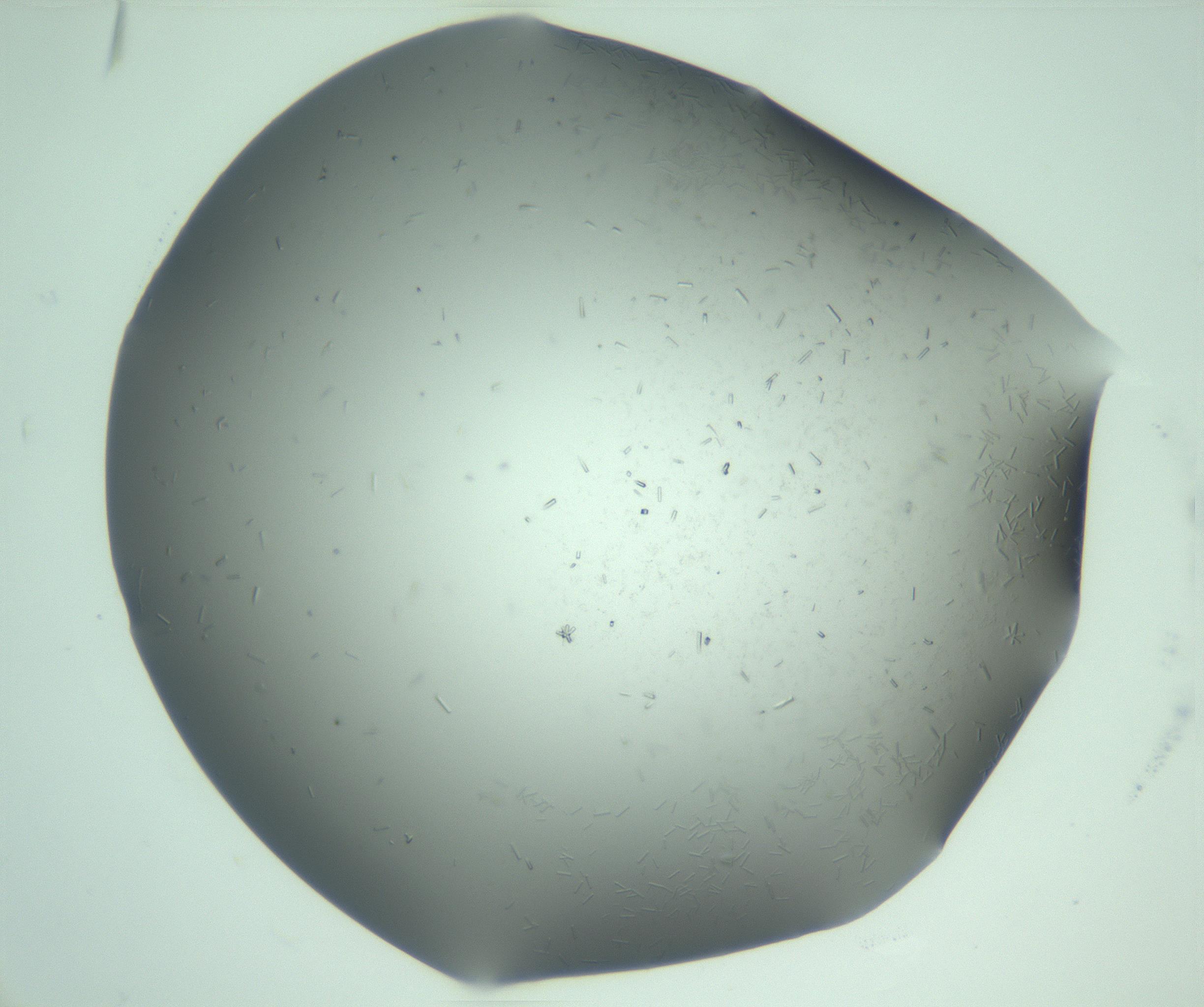 RI01_03_000_0212_Proj1_Clon1_MC_0000MC103280_003_170217_02_02_01_00_99_002_001_RAI.jpg