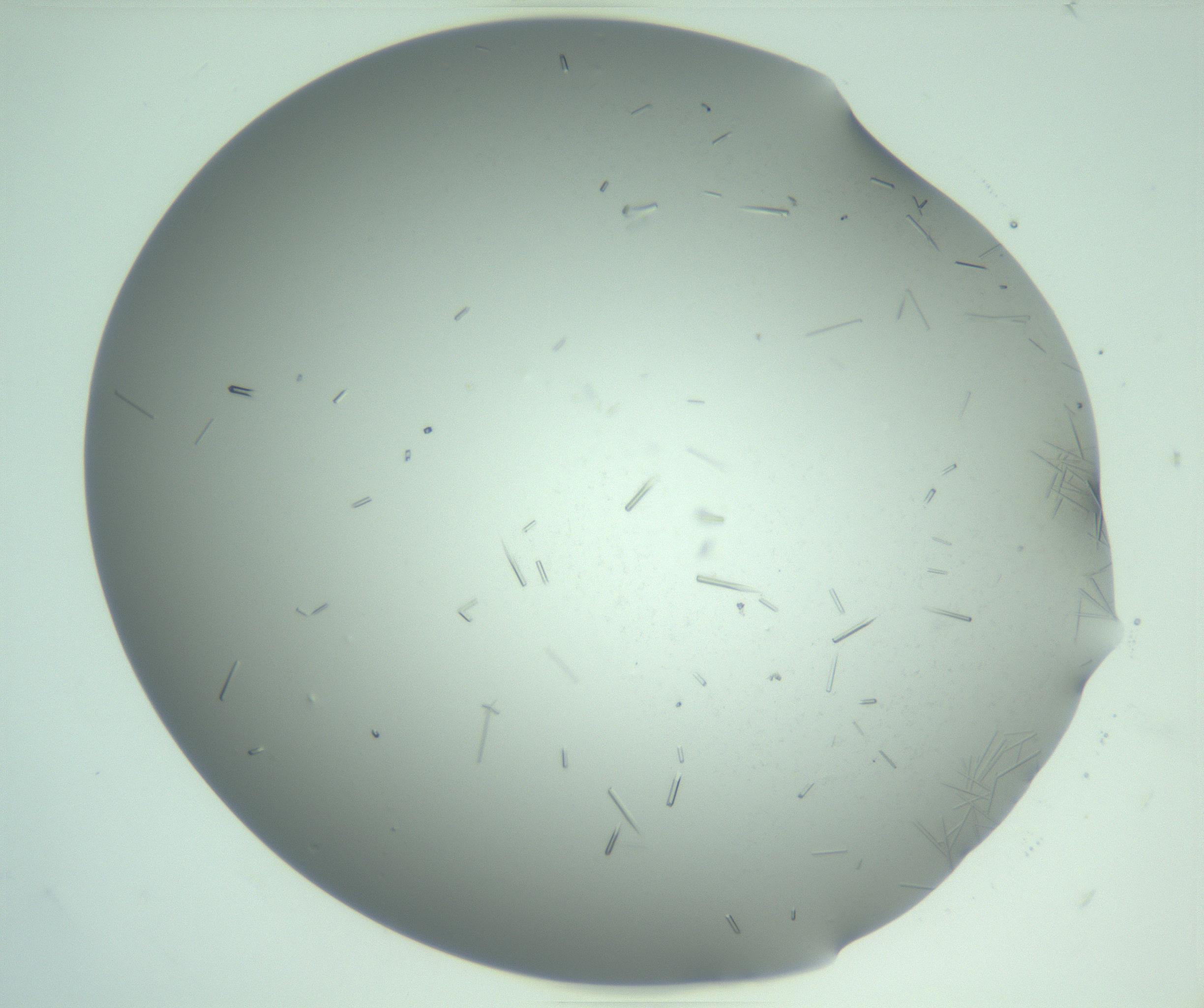 RI01_03_000_0212_Proj1_Clon1_MC_0000MC103280_003_170217_02_02_02_00_99_002_001_RAI.jpg