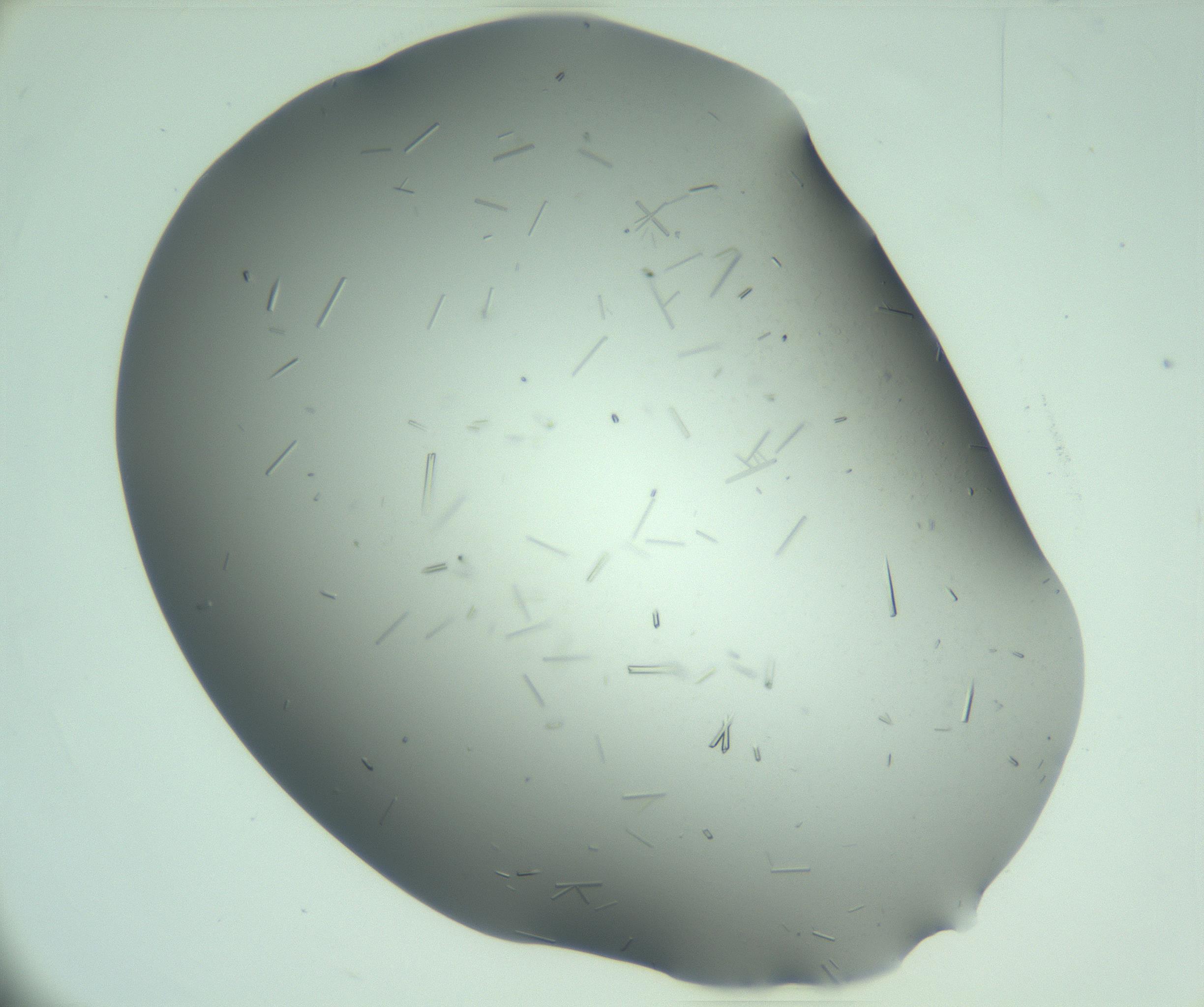 RI01_03_000_0212_Proj1_Clon1_MC_0000MC103280_003_170217_02_03_02_00_99_002_001_RAI.jpg