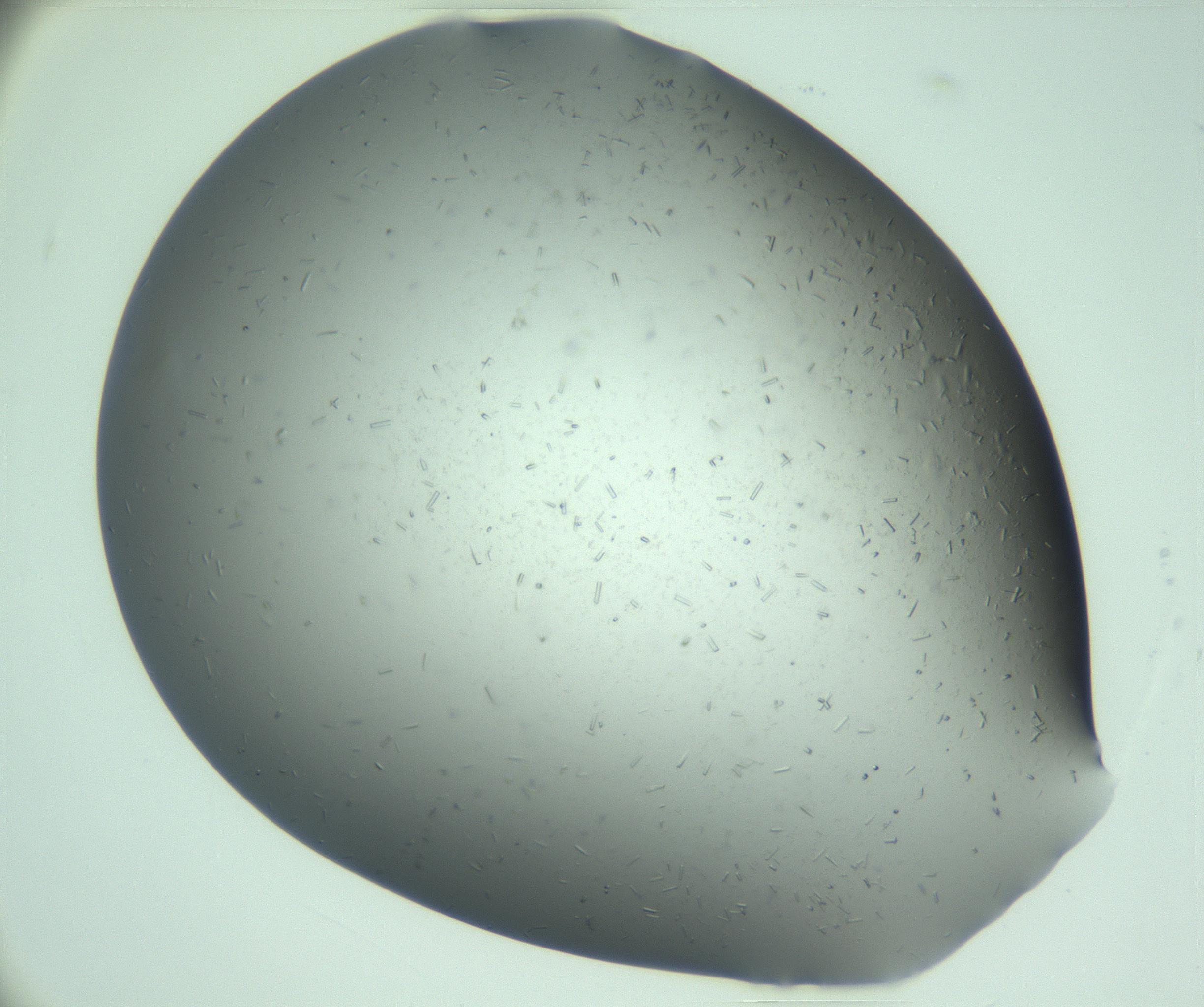 RI01_03_000_0212_Proj1_Clon1_MC_0000MC103280_003_170217_02_04_01_00_99_002_001_RAI.jpg