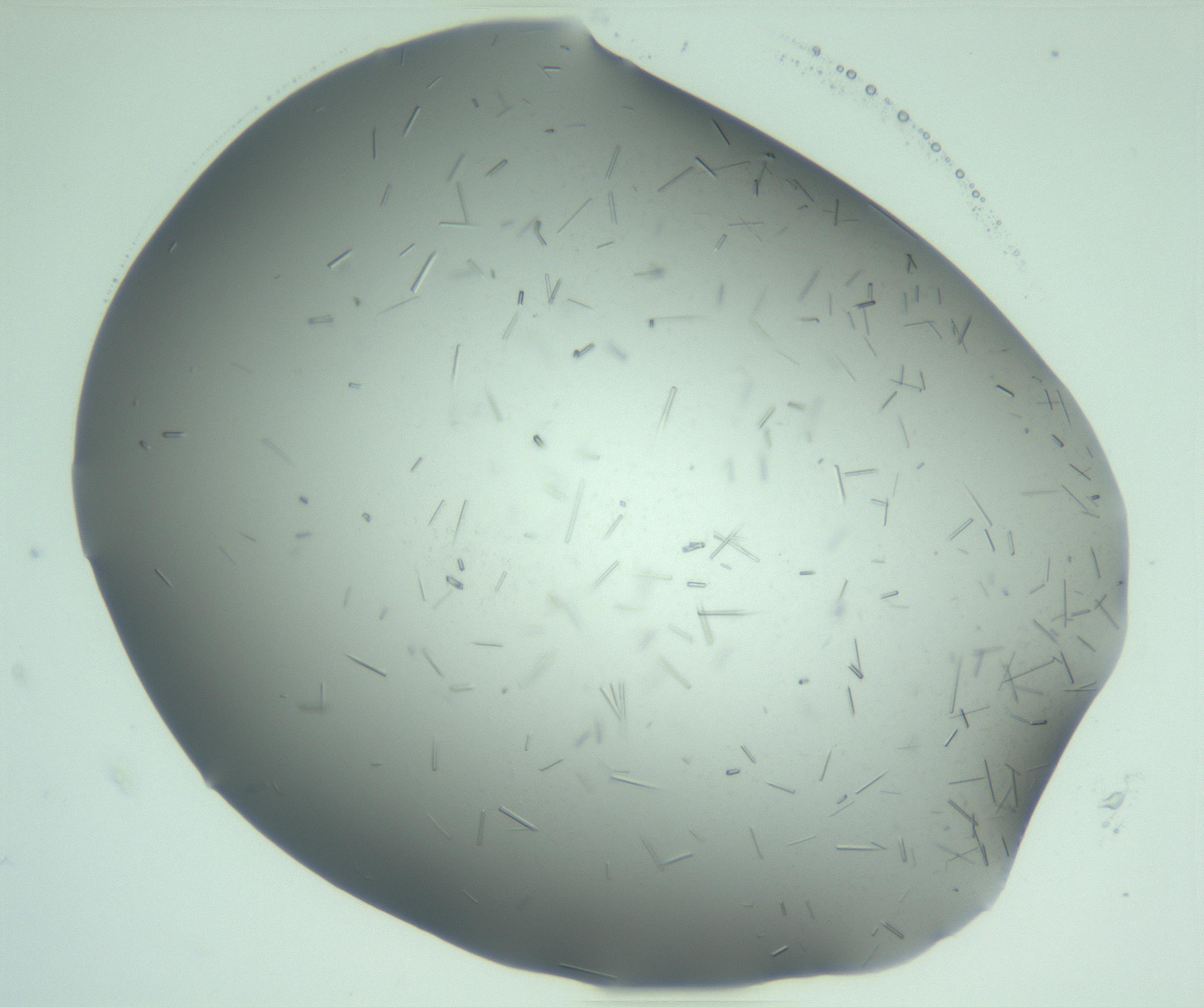 RI01_03_000_0212_Proj1_Clon1_MC_0000MC103280_003_170217_02_04_02_00_99_002_001_RAI.jpg