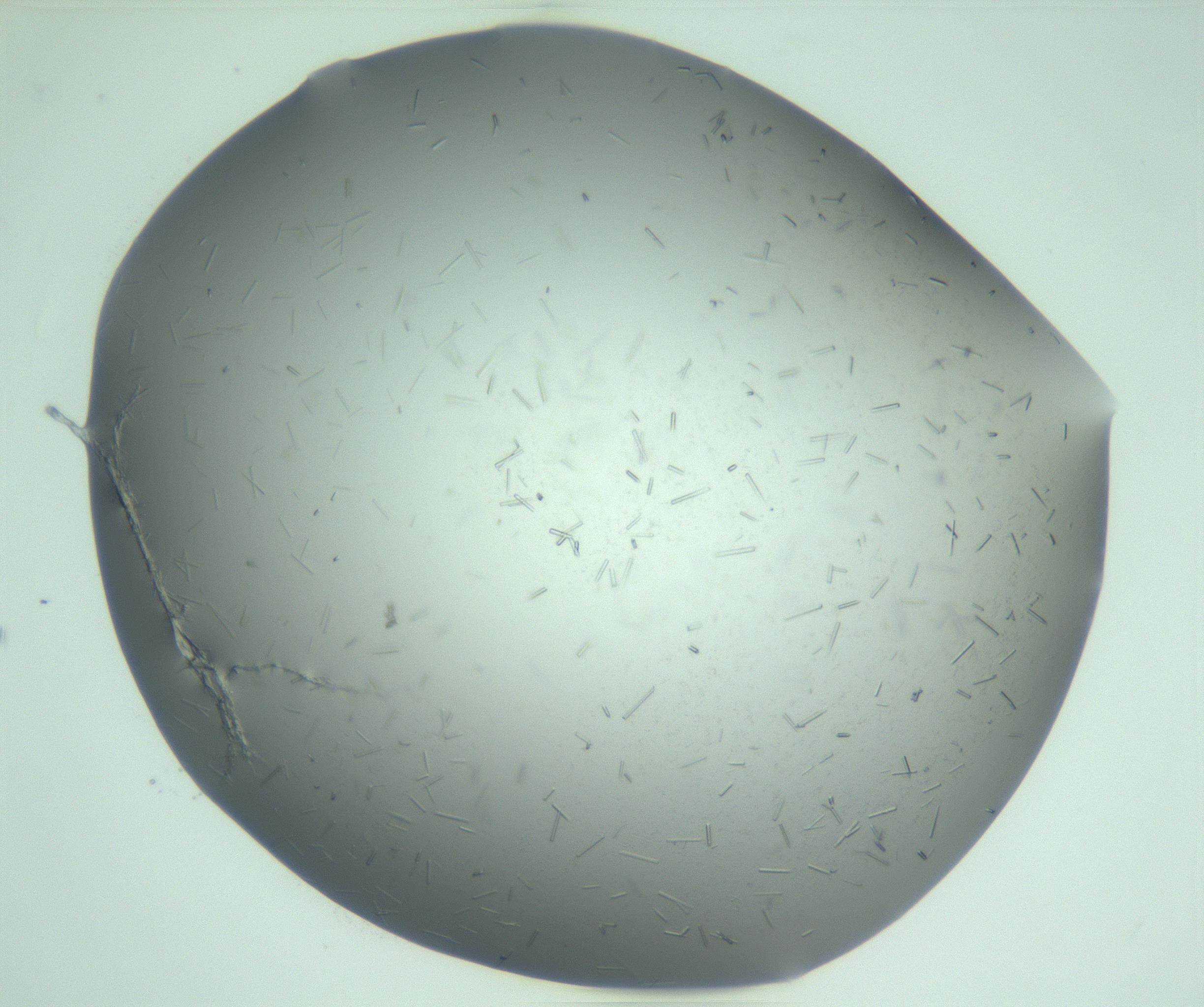 RI01_03_000_0212_Proj1_Clon1_MC_0000MC103280_003_170217_02_05_01_00_99_002_001_RAI.jpg