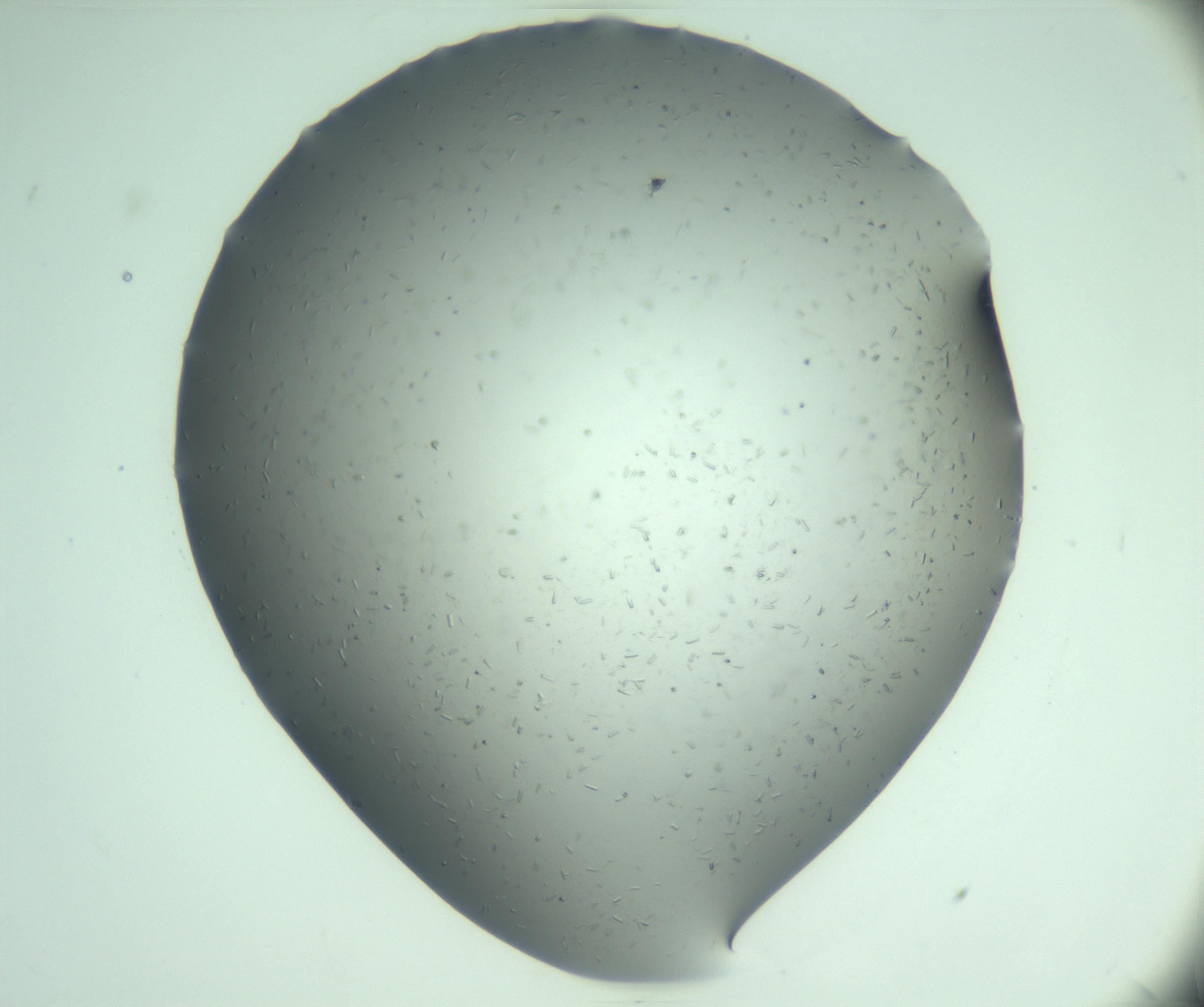 RI01_03_000_0212_Proj1_Clon1_MC_0000MC103280_003_170217_02_06_01_00_99_002_001_RAI.jpg