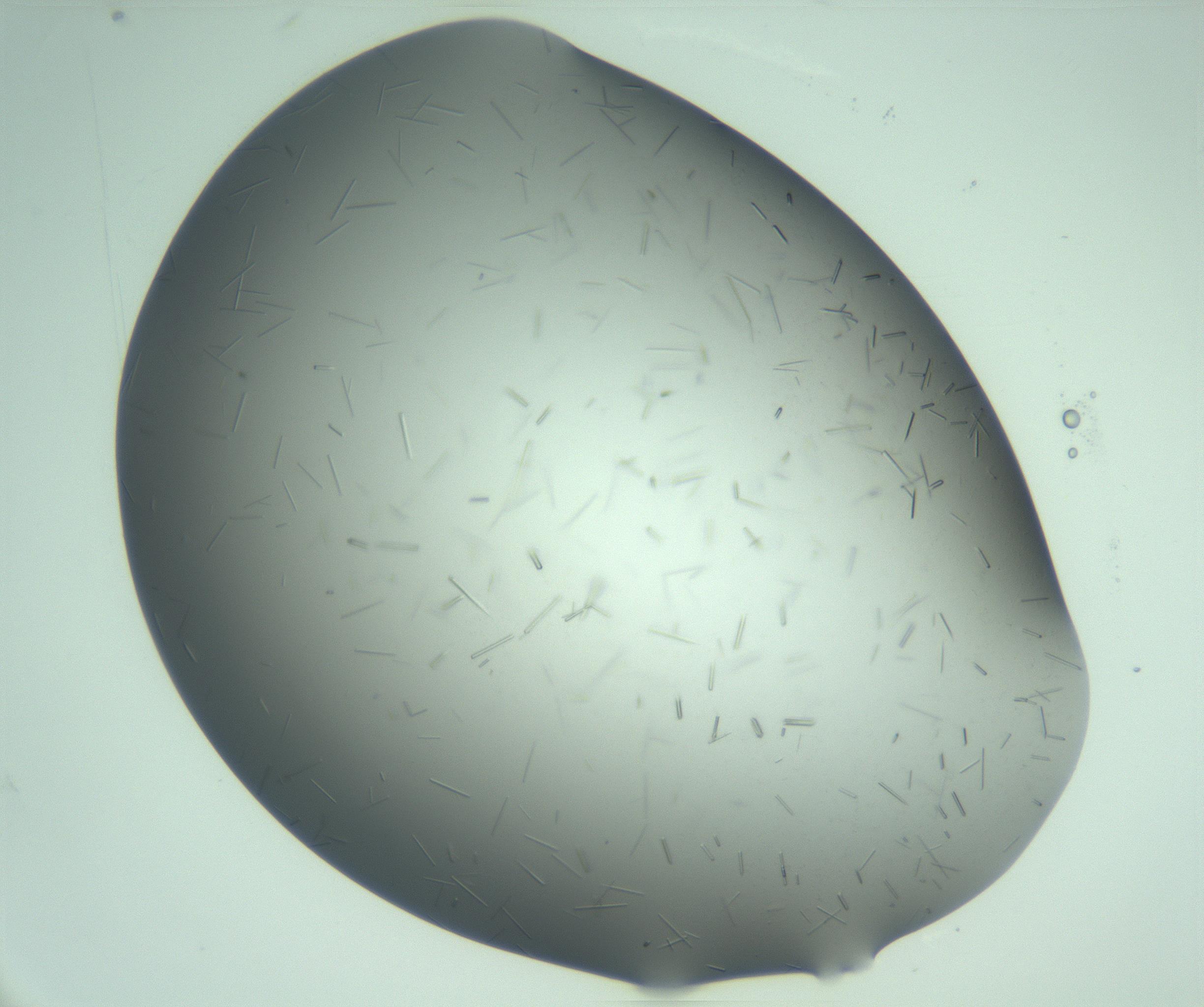 RI01_03_000_0212_Proj1_Clon1_MC_0000MC103280_003_170217_02_06_02_00_99_002_001_RAI.jpg