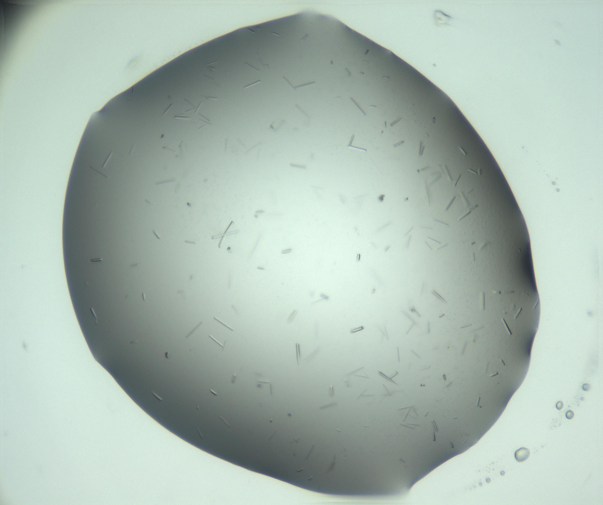 RI01_03_000_0212_Proj1_Clon1_MC_0000MC103280_003_170217_02_07_01_00_99_002_001_RAI.jpg