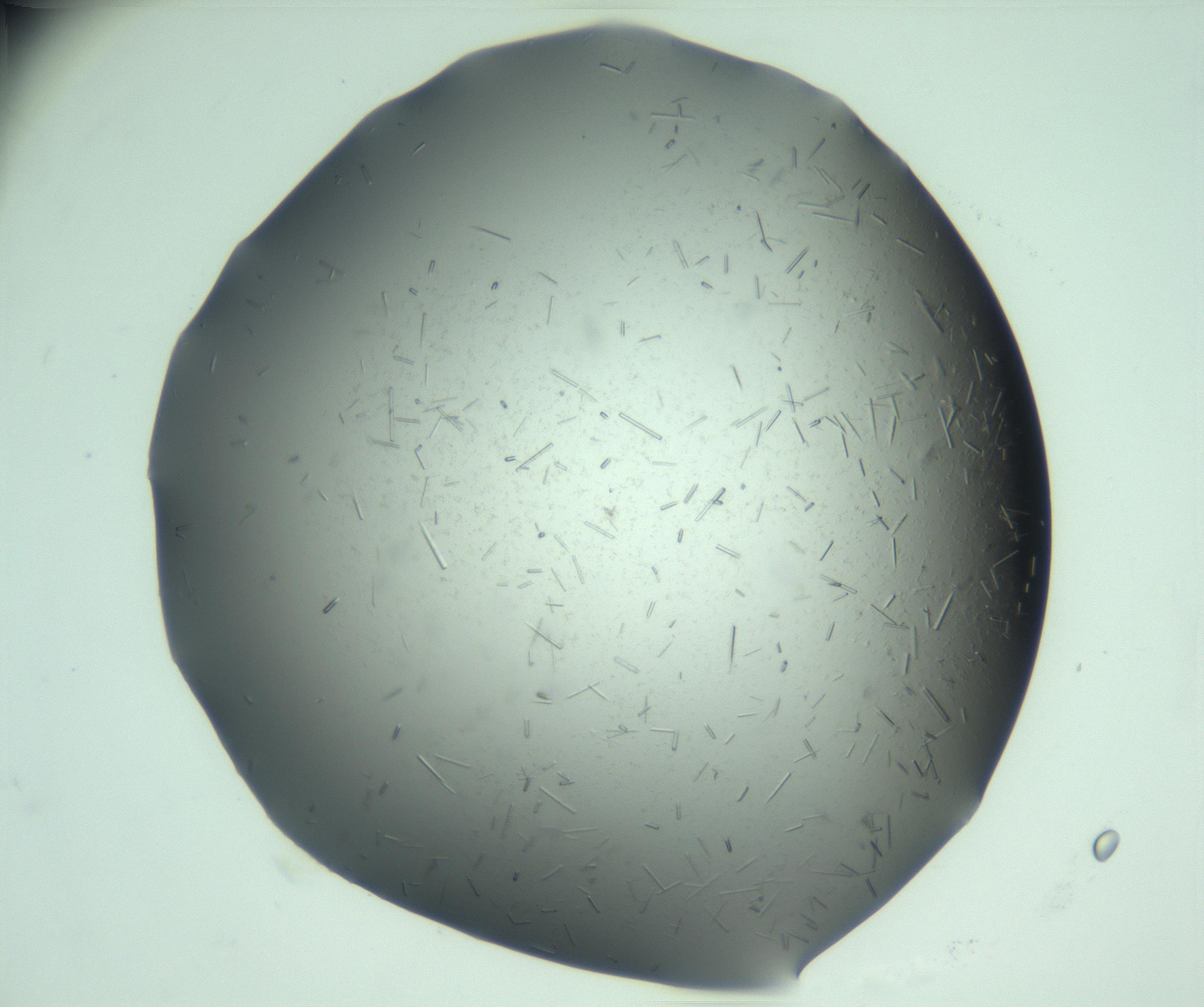RI01_03_000_0212_Proj1_Clon1_MC_0000MC103280_003_170217_02_08_01_00_99_002_001_RAI.jpg