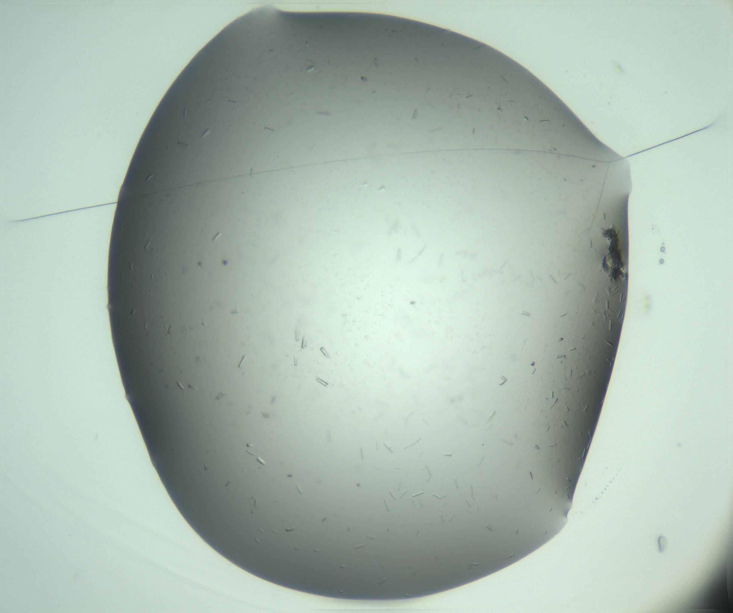 RI01_03_000_0212_Proj1_Clon1_MC_0000MC103280_003_170217_03_01_01_00_99_002_001_RAI.jpg