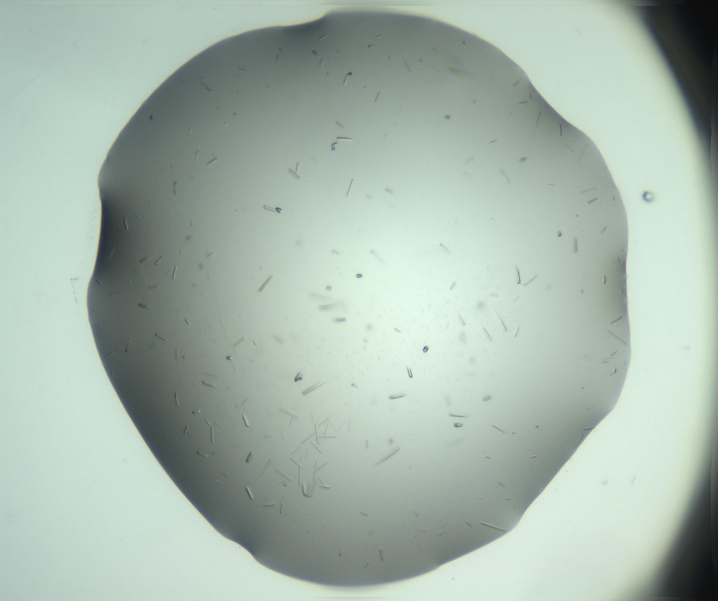 RI01_03_000_0212_Proj1_Clon1_MC_0000MC103280_003_170217_03_01_02_00_99_002_001_RAI.jpg
