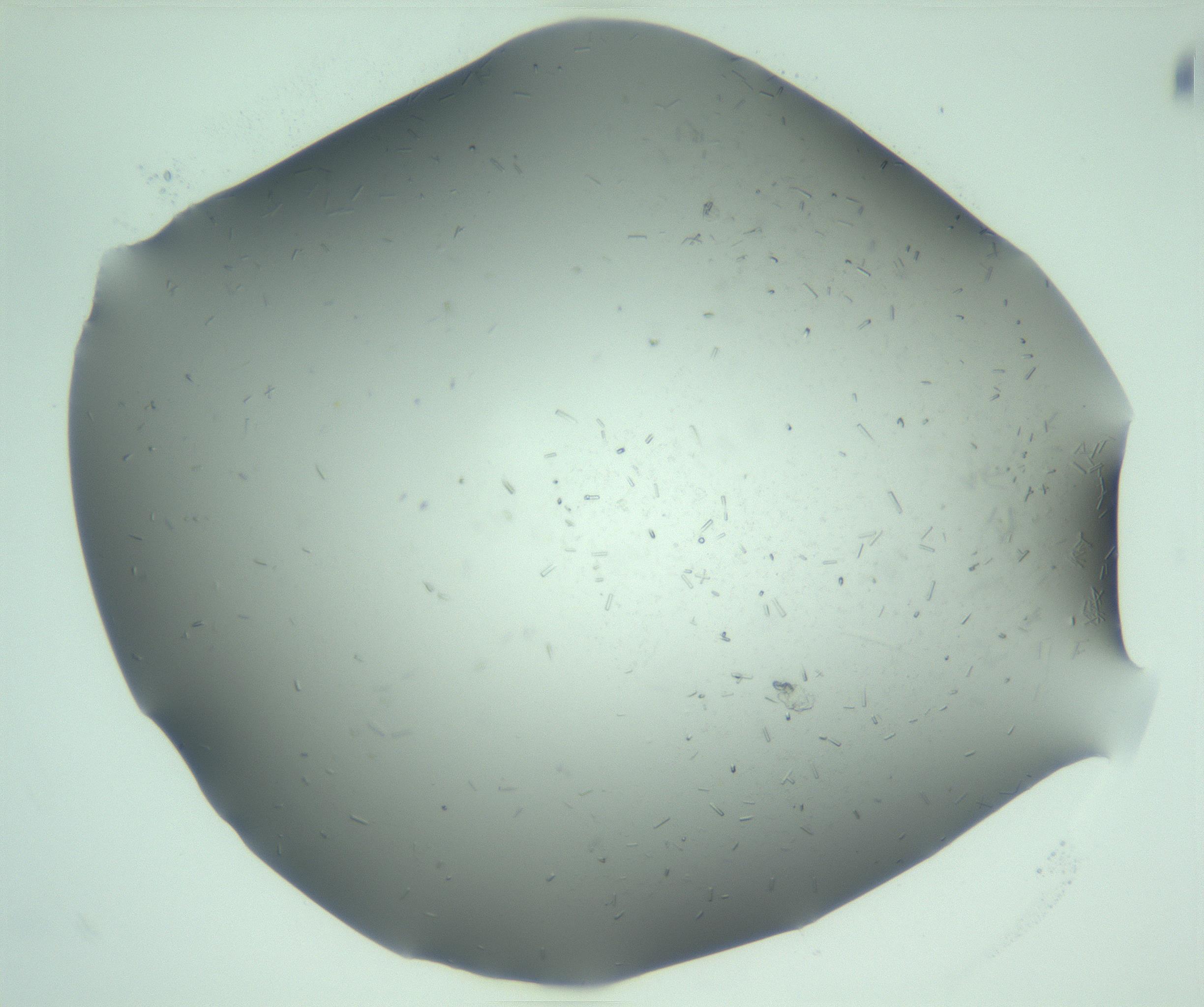 RI01_03_000_0212_Proj1_Clon1_MC_0000MC103280_003_170217_03_02_01_00_99_002_001_RAI.jpg