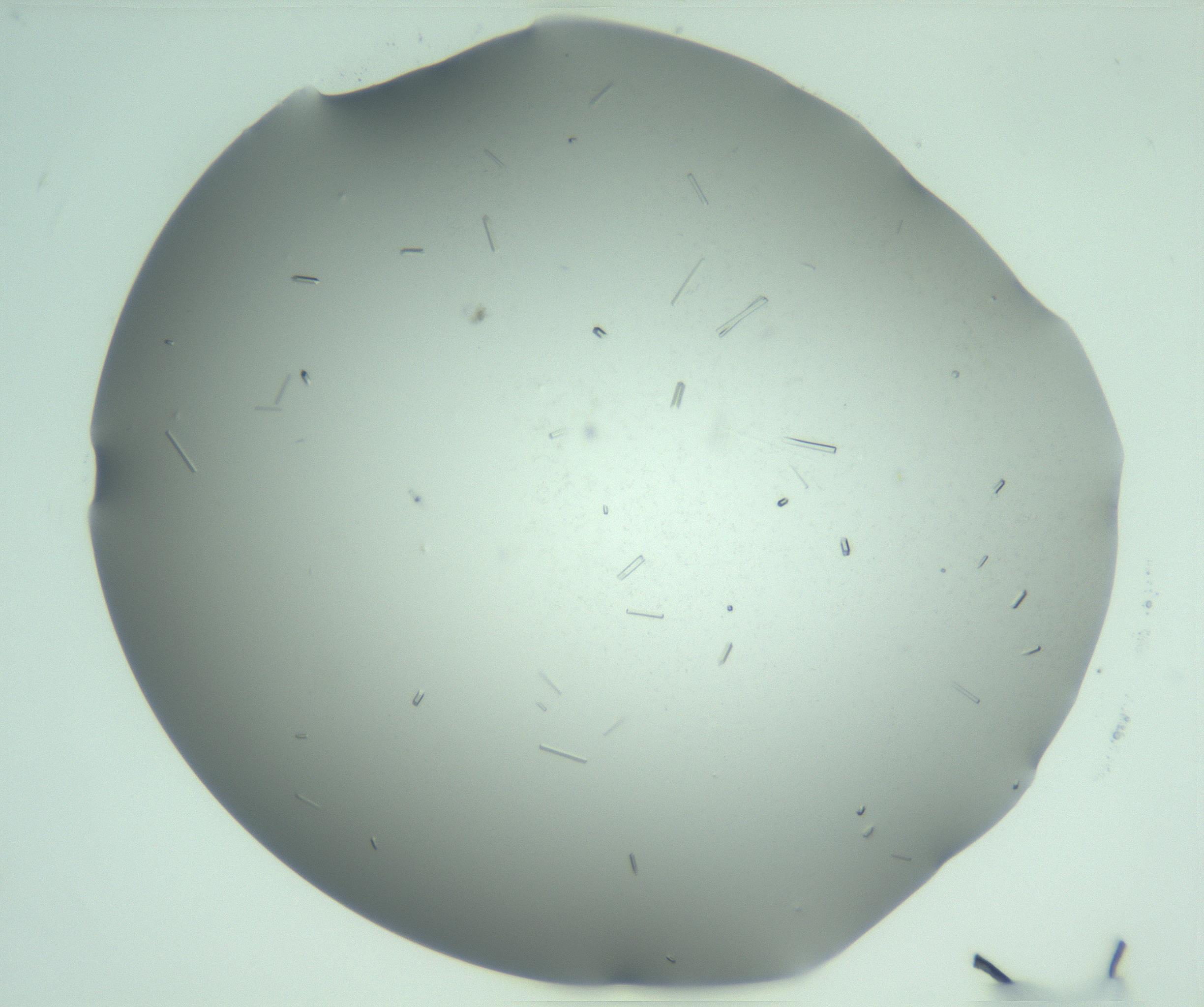 RI01_03_000_0212_Proj1_Clon1_MC_0000MC103280_003_170217_03_02_02_00_99_002_001_RAI.jpg