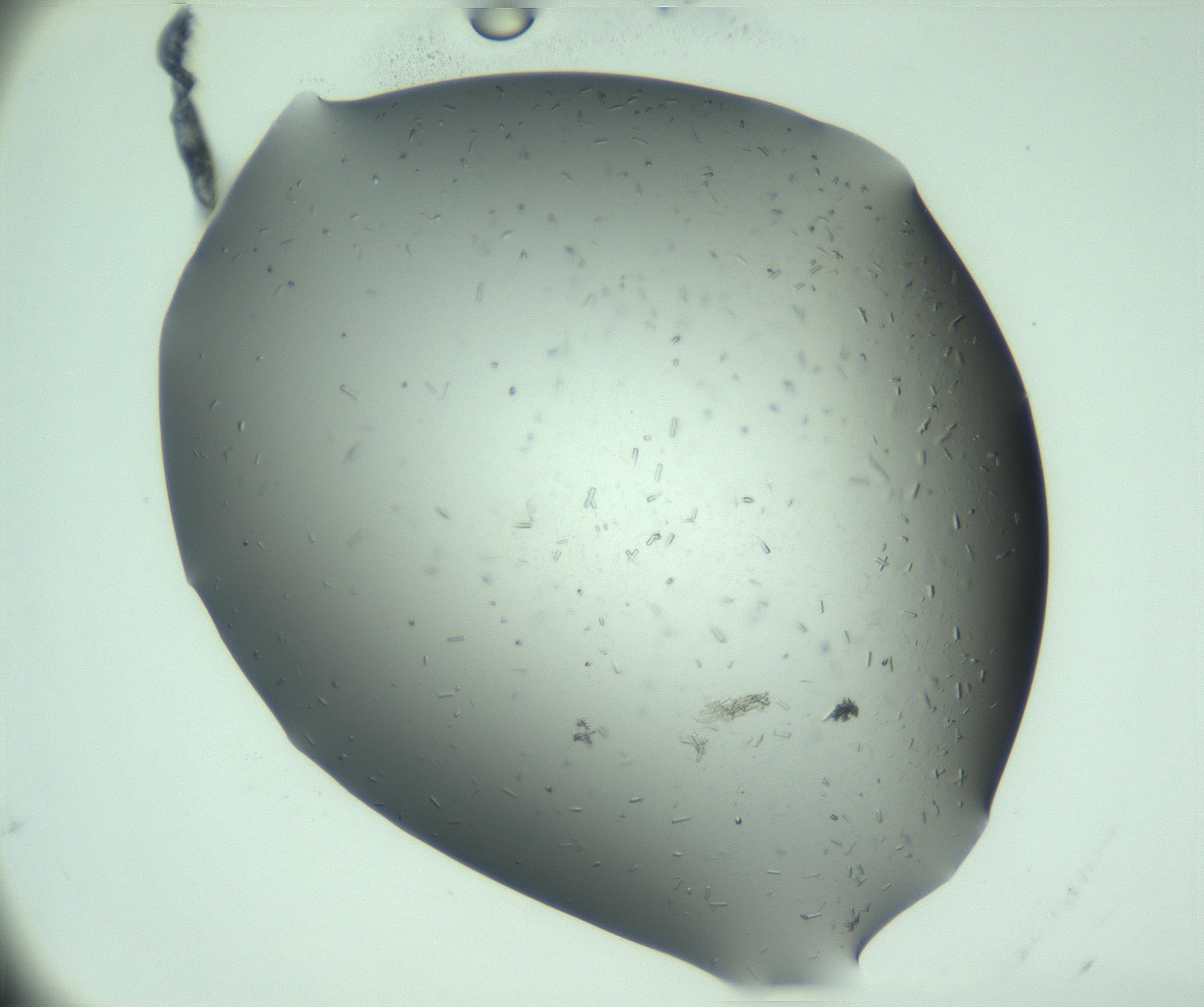 RI01_03_000_0212_Proj1_Clon1_MC_0000MC103280_003_170217_03_03_01_00_99_002_001_RAI.jpg
