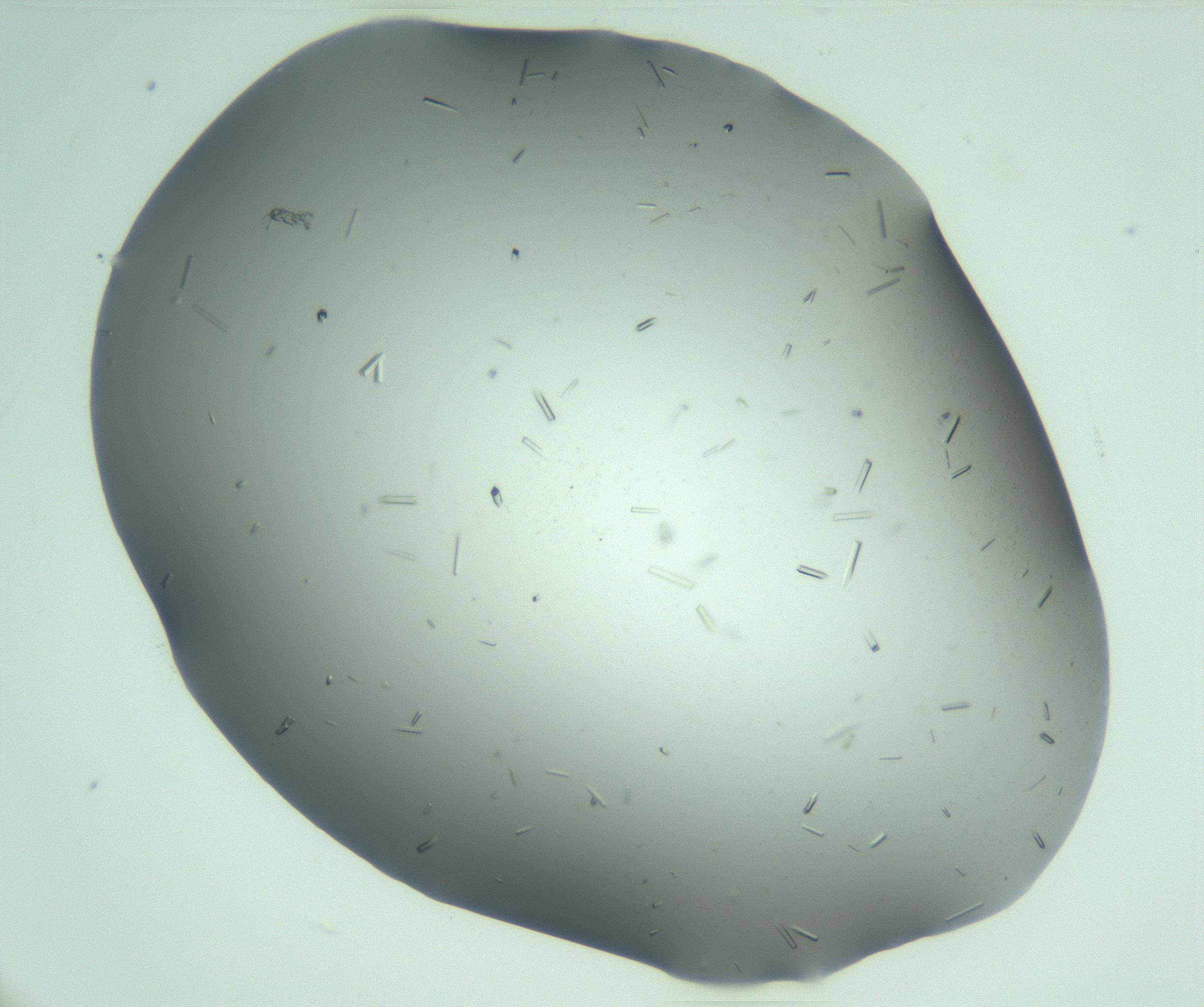 RI01_03_000_0212_Proj1_Clon1_MC_0000MC103280_003_170217_03_03_02_00_99_002_001_RAI.jpg