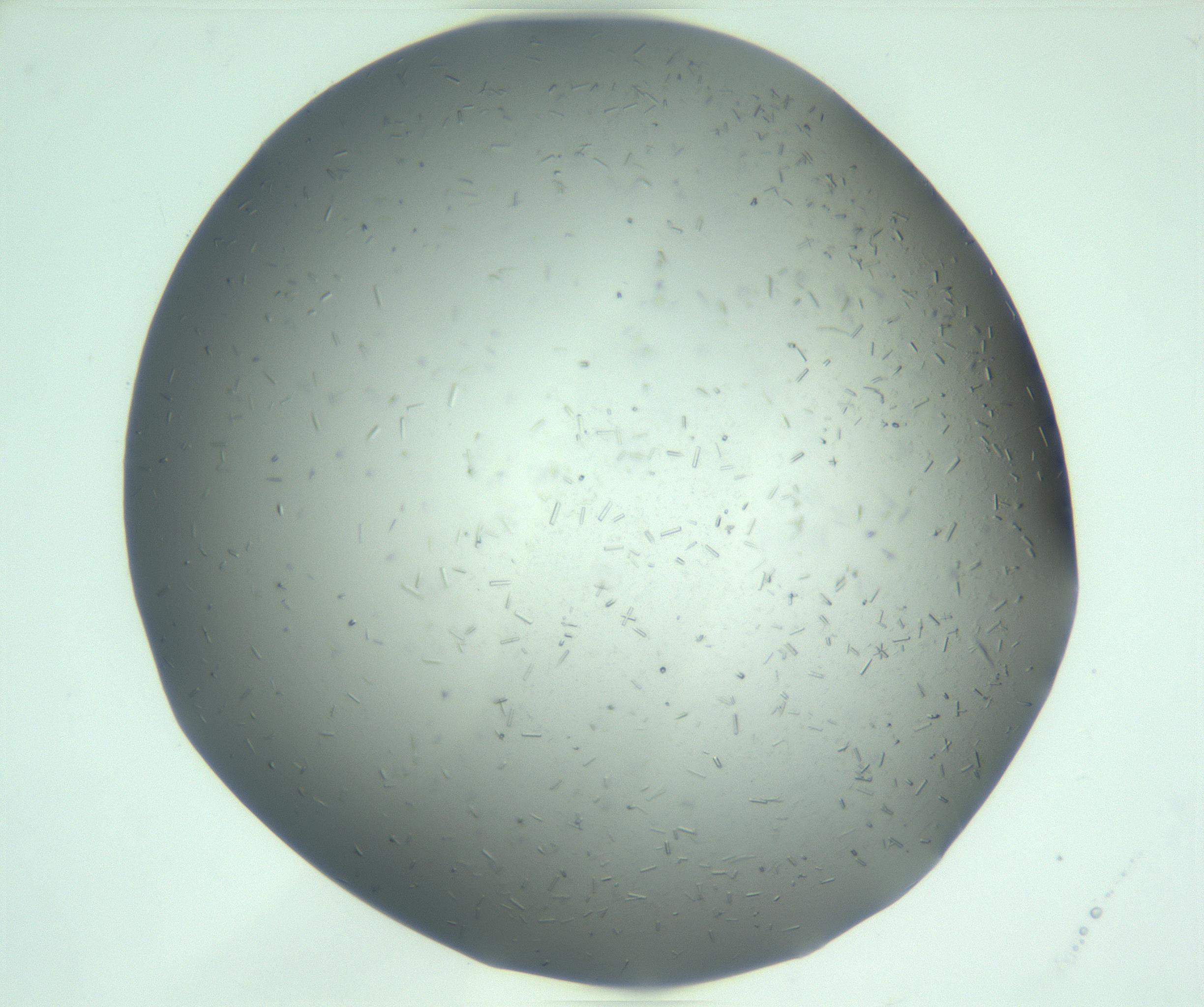 RI01_03_000_0212_Proj1_Clon1_MC_0000MC103280_003_170217_03_04_01_00_99_002_001_RAI.jpg