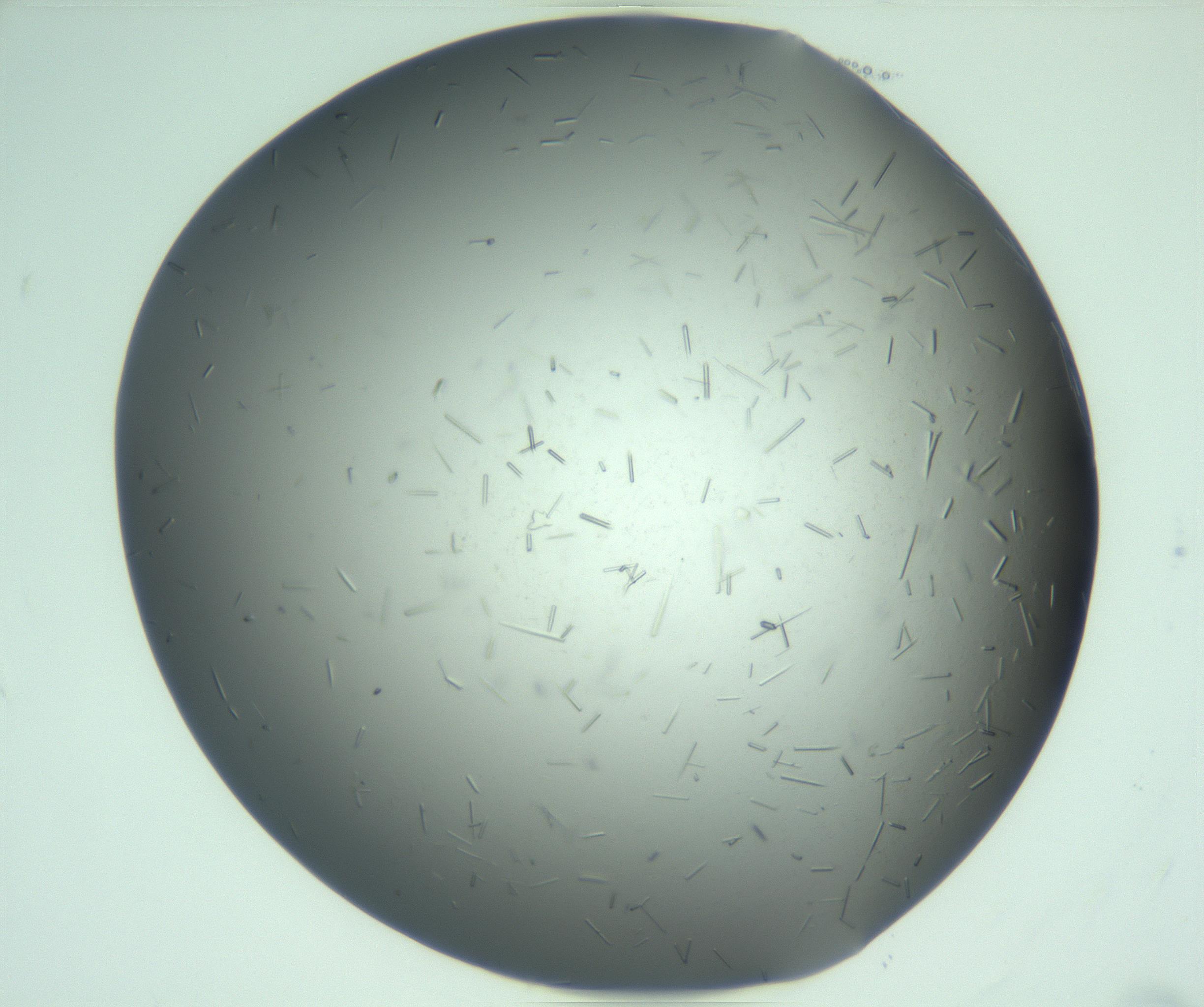 RI01_03_000_0212_Proj1_Clon1_MC_0000MC103280_003_170217_03_04_02_00_99_002_001_RAI.jpg