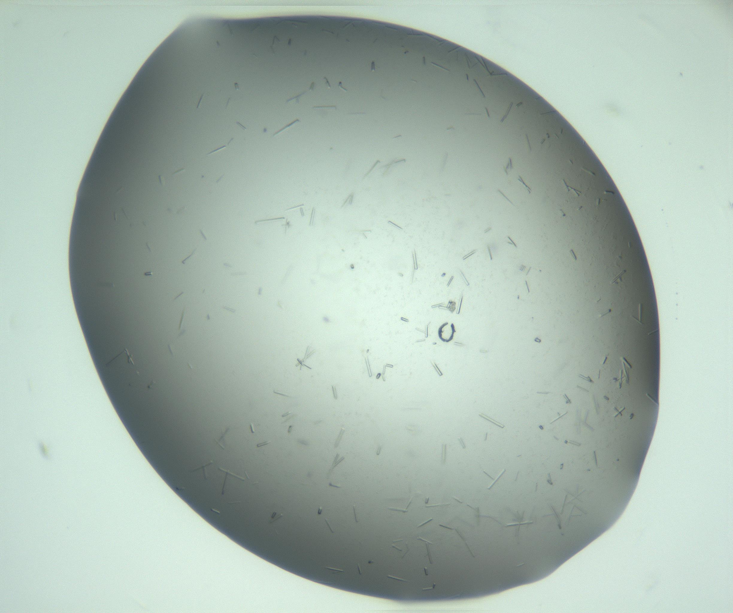 RI01_03_000_0212_Proj1_Clon1_MC_0000MC103280_003_170217_03_05_01_00_99_002_001_RAI.jpg