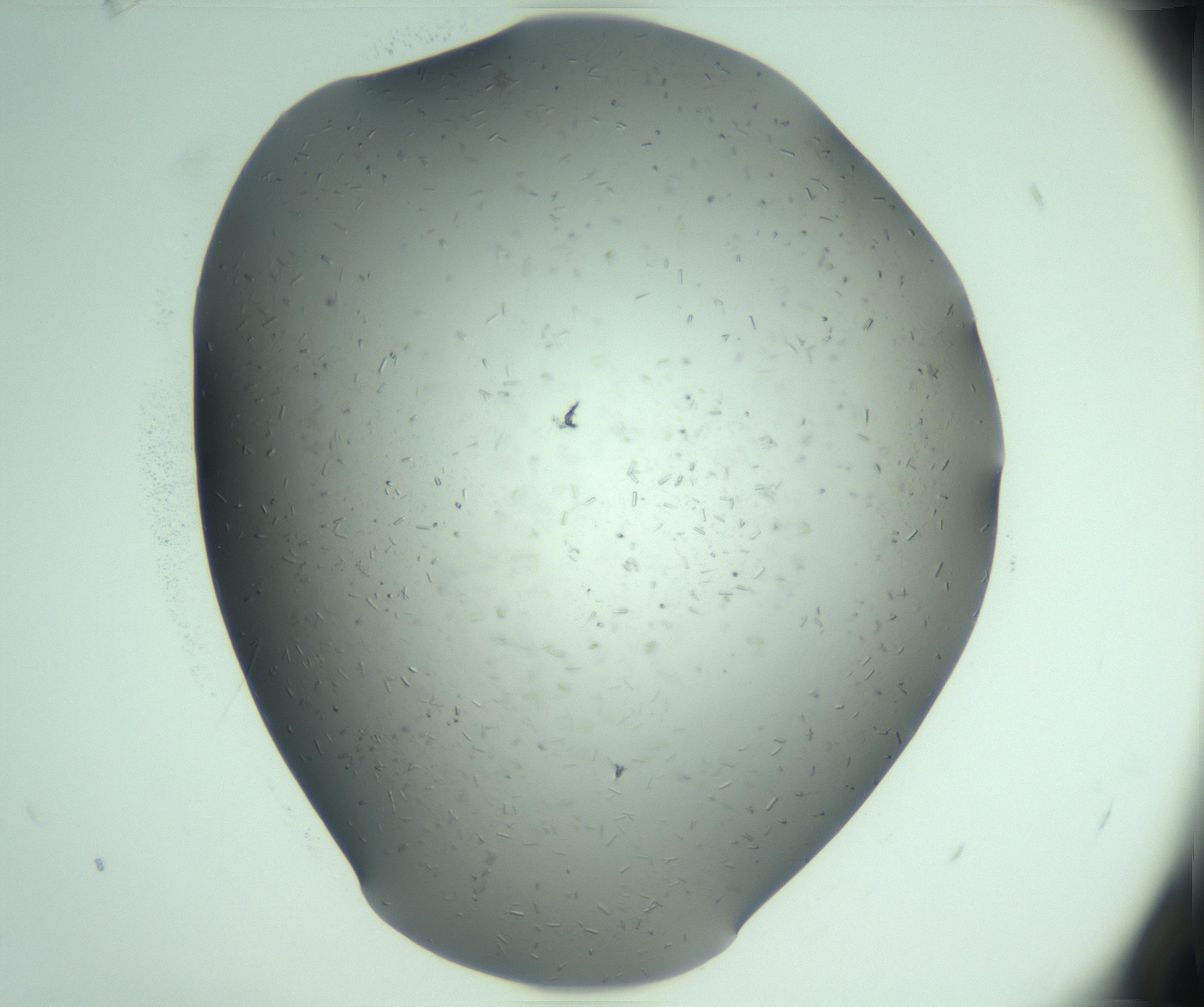 RI01_03_000_0212_Proj1_Clon1_MC_0000MC103280_003_170217_03_06_01_00_99_002_001_RAI.jpg