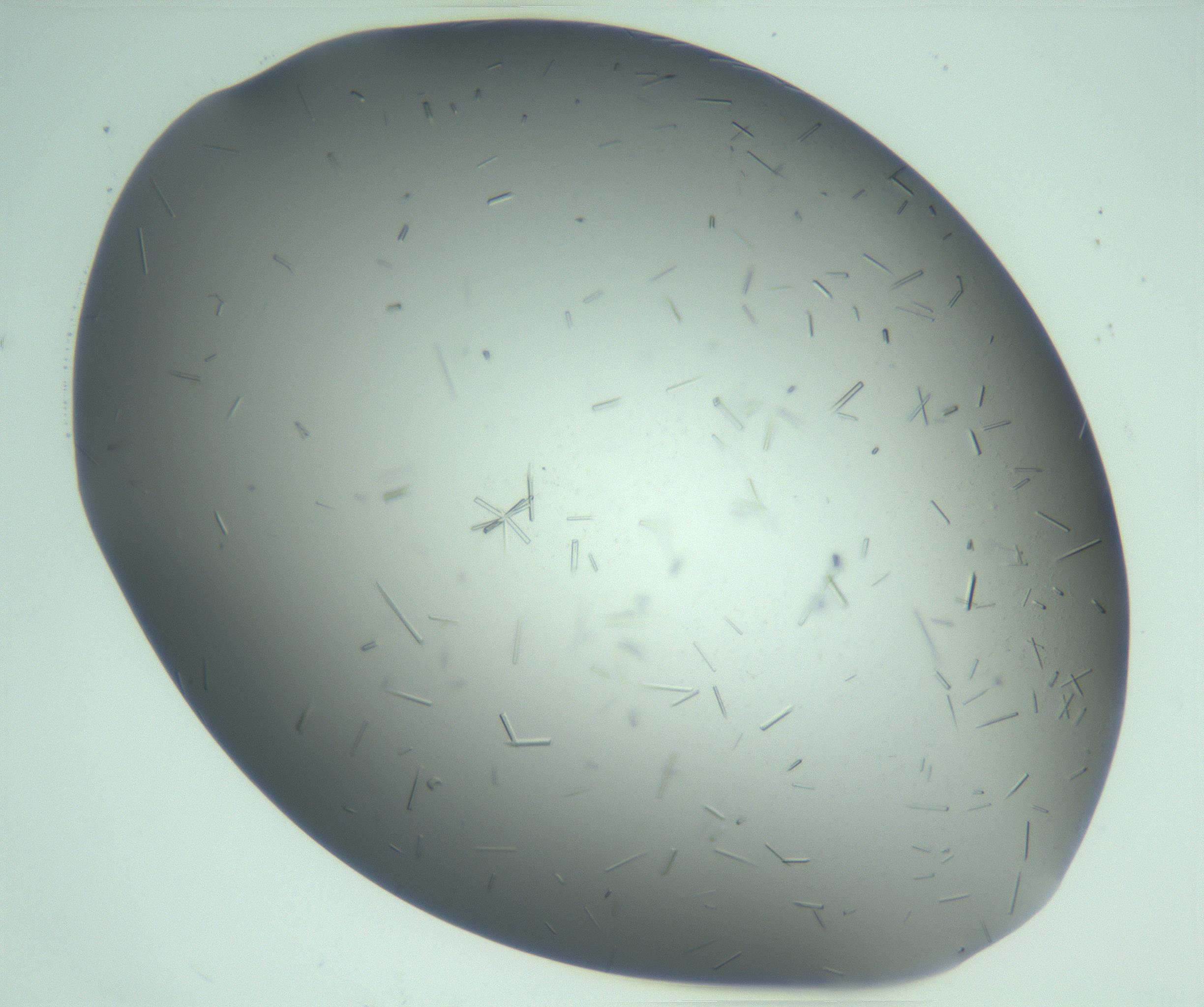 RI01_03_000_0212_Proj1_Clon1_MC_0000MC103280_003_170217_03_06_02_00_99_002_001_RAI.jpg
