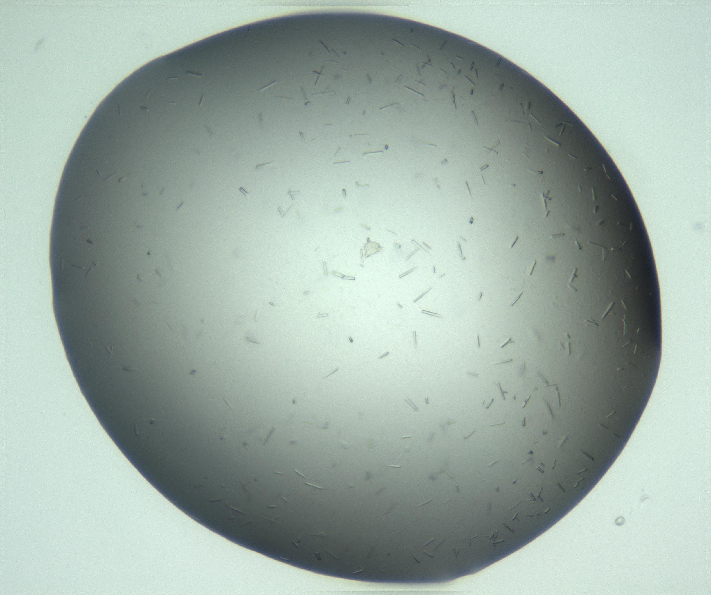 RI01_03_000_0212_Proj1_Clon1_MC_0000MC103280_003_170217_03_07_01_00_99_002_001_RAI.jpg