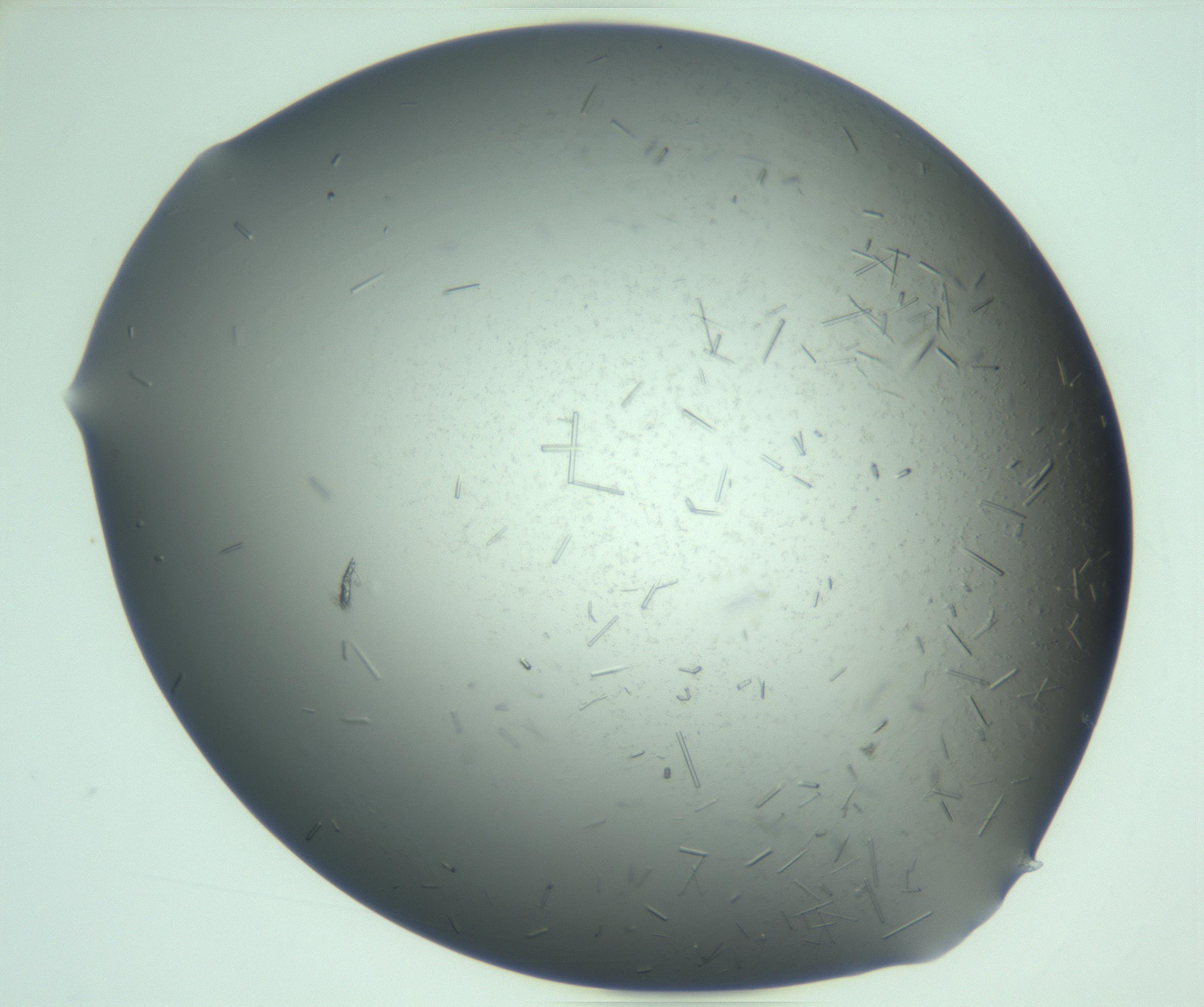 RI01_03_000_0212_Proj1_Clon1_MC_0000MC103280_003_170217_03_08_01_00_99_002_001_RAI.jpg