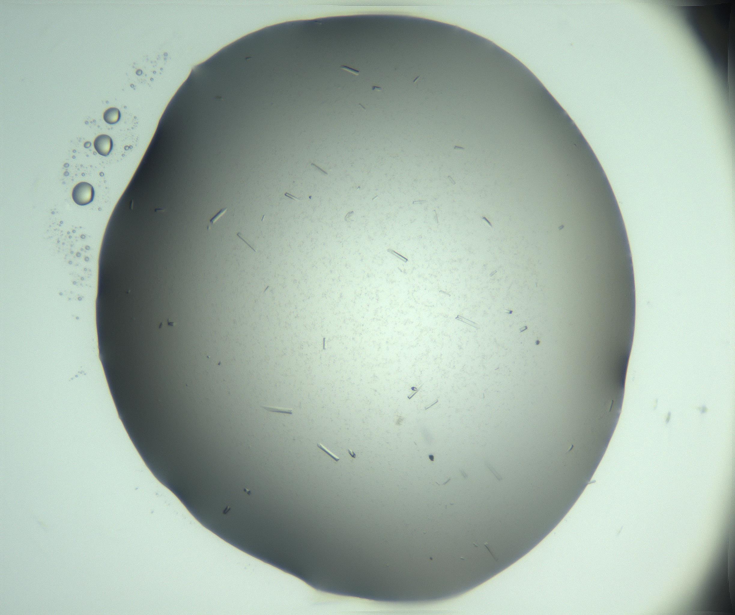 RI01_03_000_0212_Proj1_Clon1_MC_0000MC103280_003_170217_04_01_02_00_99_002_001_RAI.jpg