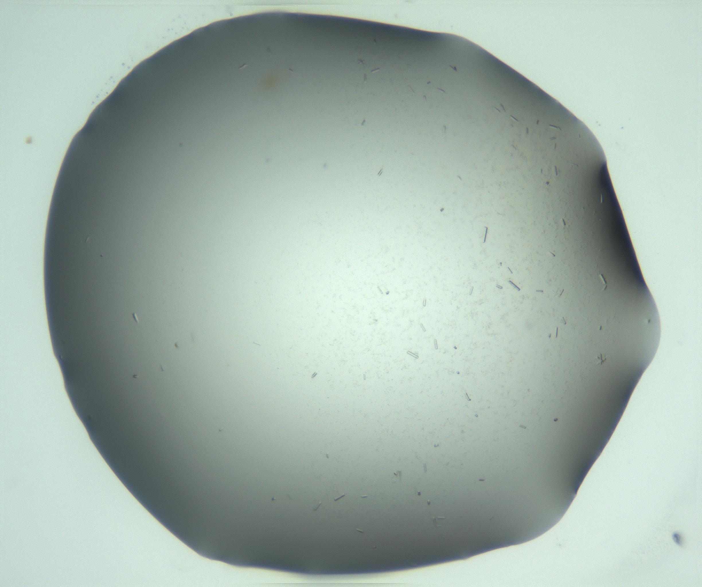 RI01_03_000_0212_Proj1_Clon1_MC_0000MC103280_003_170217_04_02_01_00_99_002_001_RAI.jpg