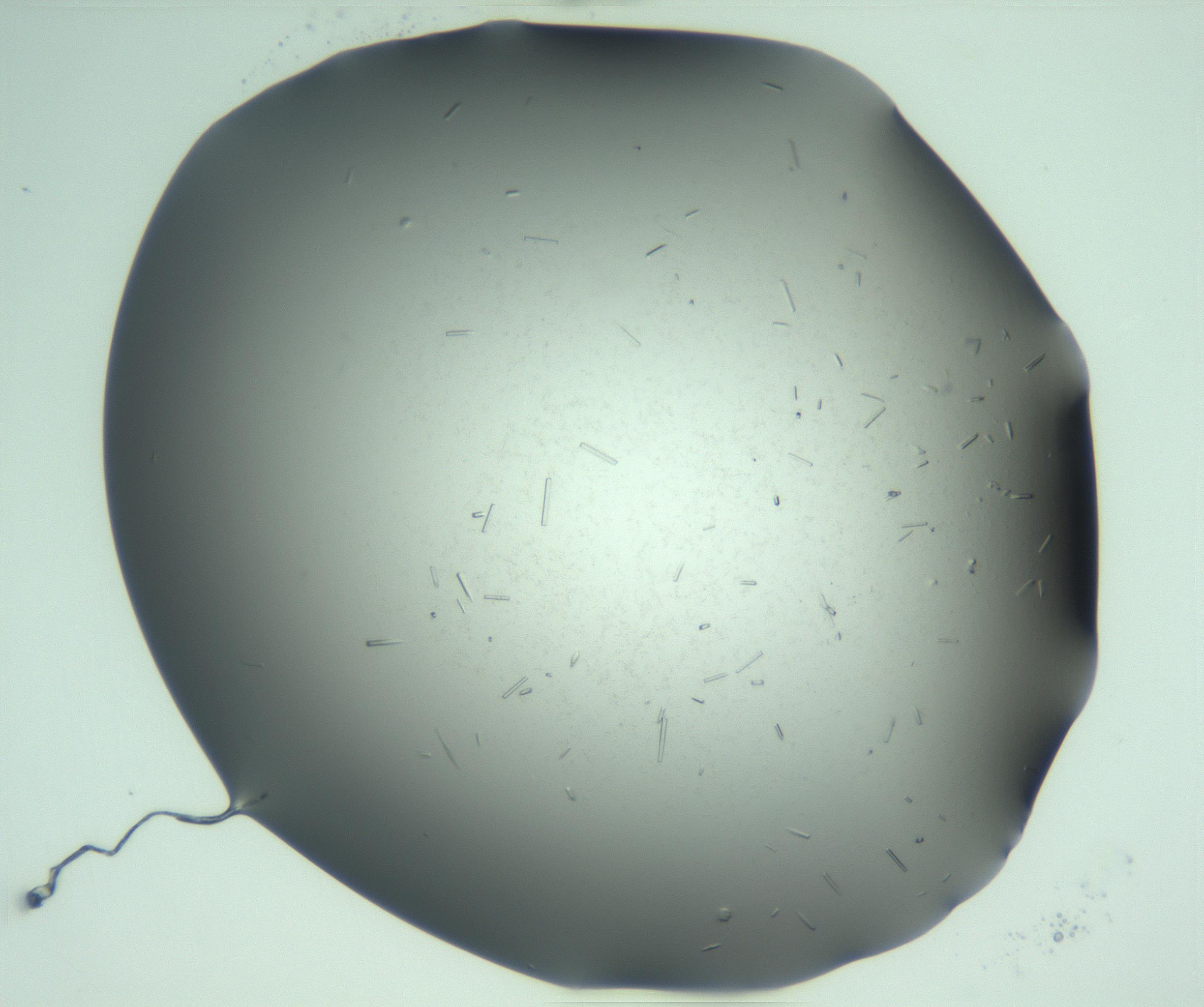 RI01_03_000_0212_Proj1_Clon1_MC_0000MC103280_003_170217_04_02_02_00_99_002_001_RAI.jpg