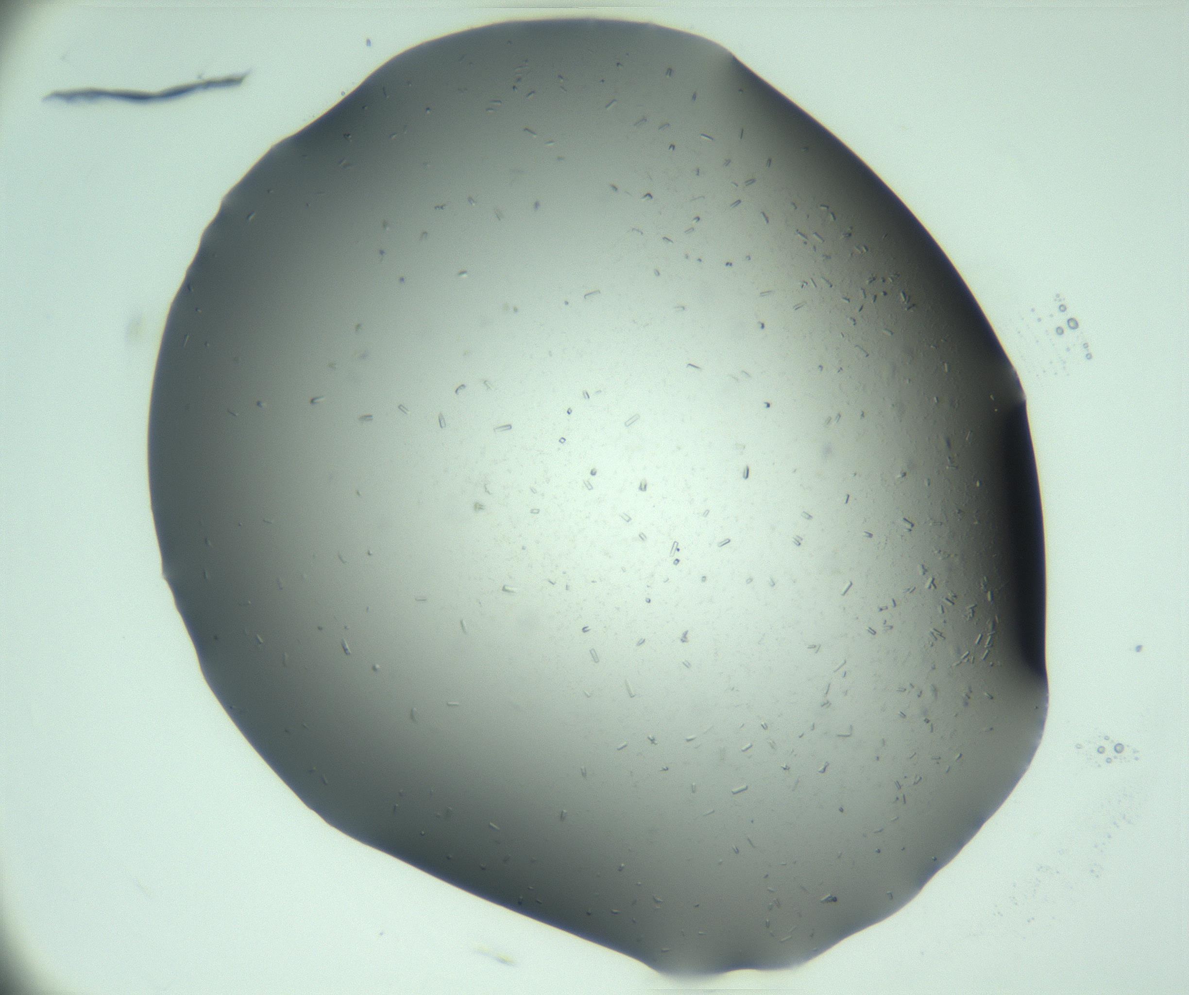 RI01_03_000_0212_Proj1_Clon1_MC_0000MC103280_003_170217_04_03_01_00_99_002_001_RAI.jpg