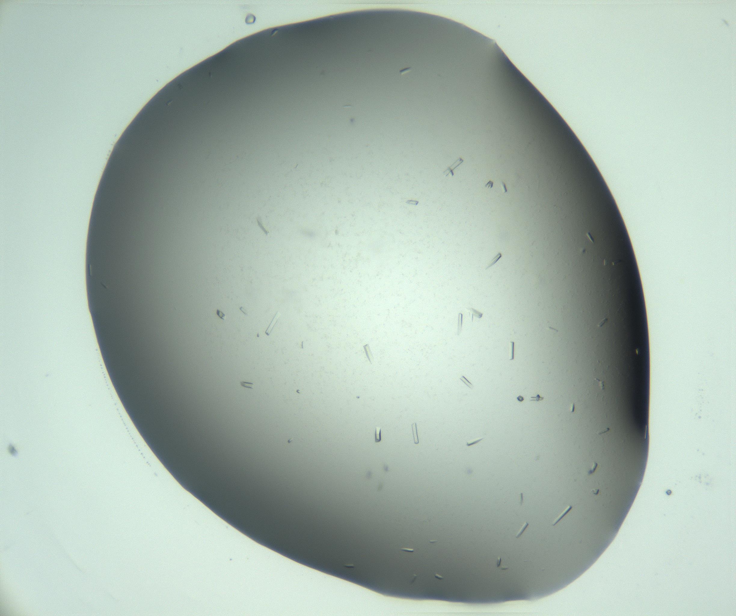 RI01_03_000_0212_Proj1_Clon1_MC_0000MC103280_003_170217_04_03_02_00_99_002_001_RAI.jpg