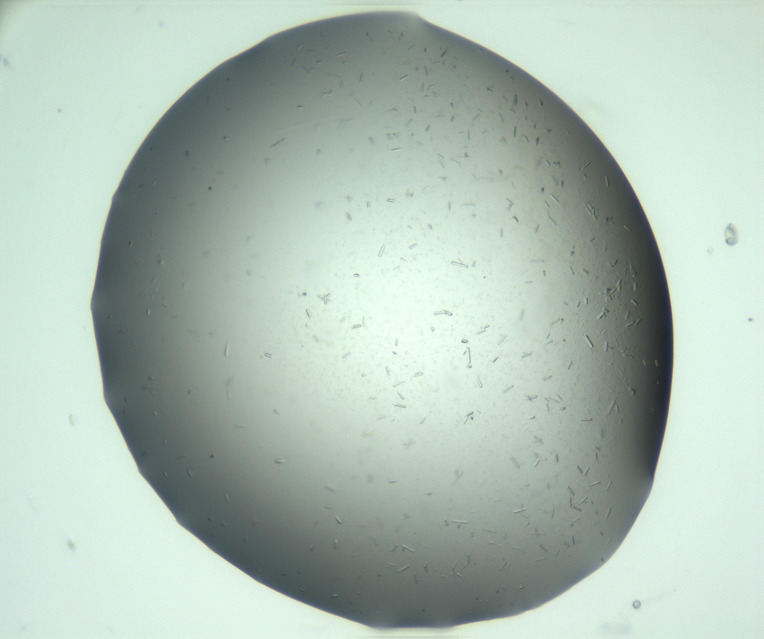 RI01_03_000_0212_Proj1_Clon1_MC_0000MC103280_003_170217_04_04_01_00_99_002_001_RAI.jpg