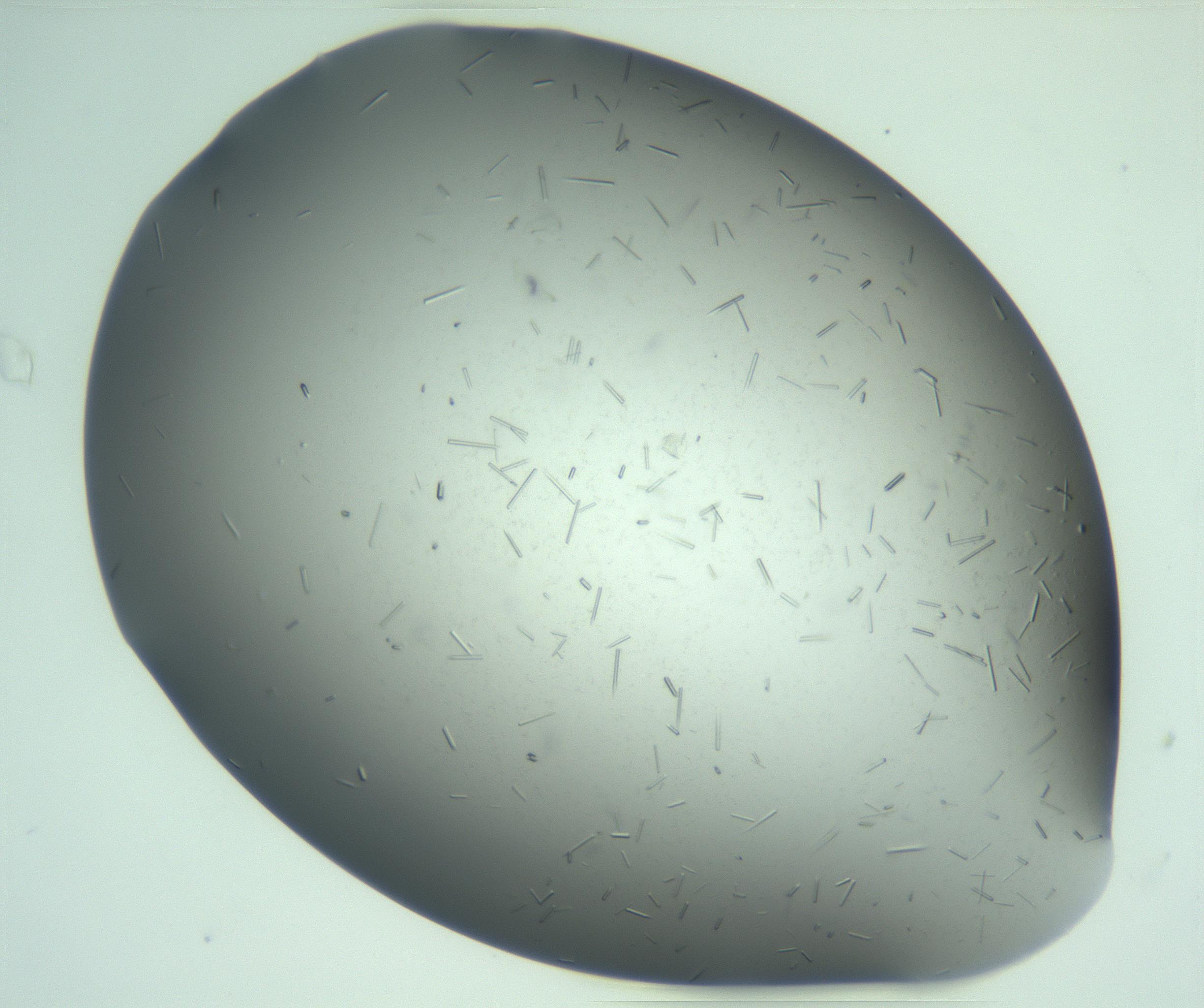 RI01_03_000_0212_Proj1_Clon1_MC_0000MC103280_003_170217_04_04_02_00_99_002_001_RAI.jpg