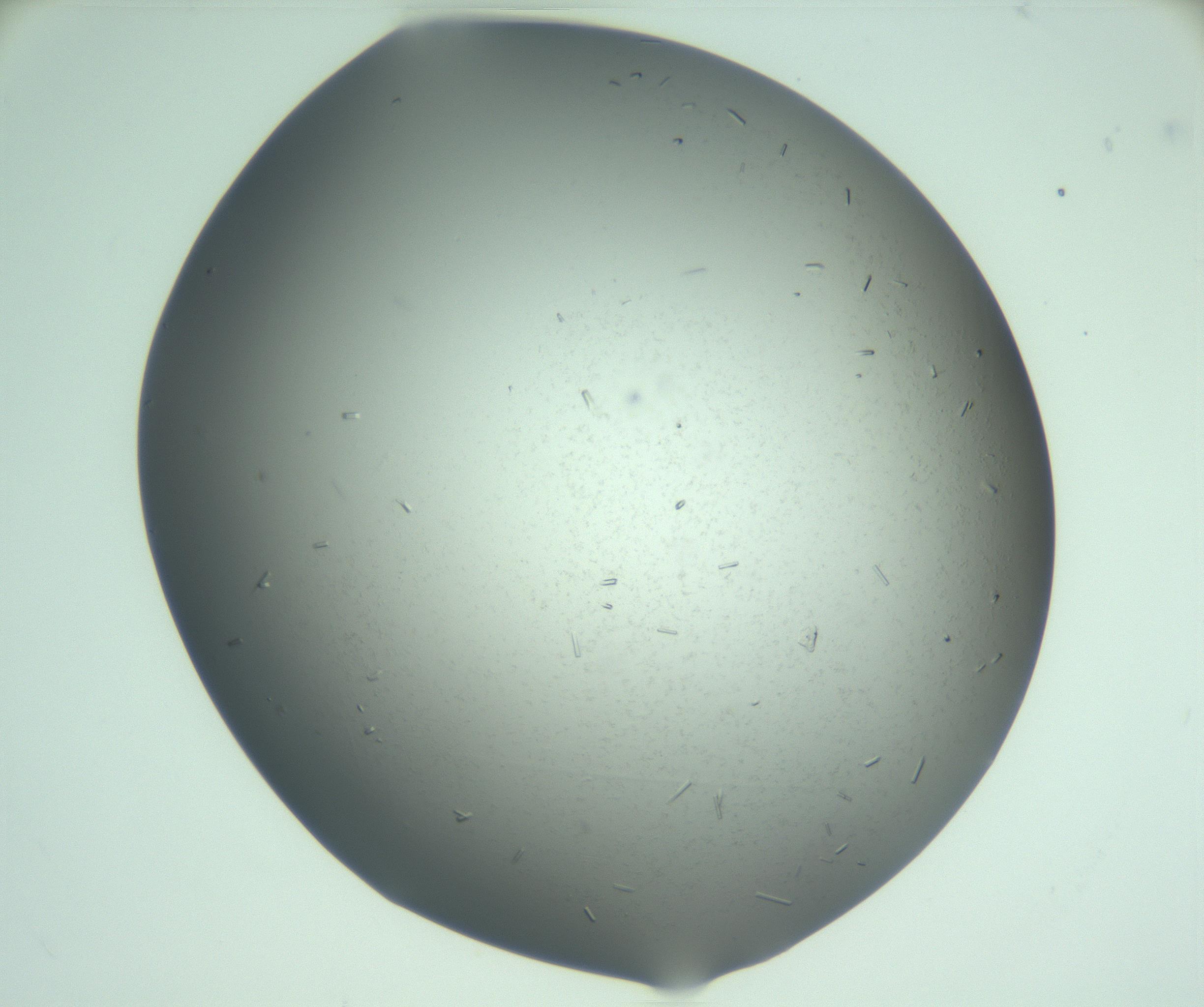 RI01_03_000_0212_Proj1_Clon1_MC_0000MC103280_003_170217_04_05_01_00_99_002_001_RAI.jpg