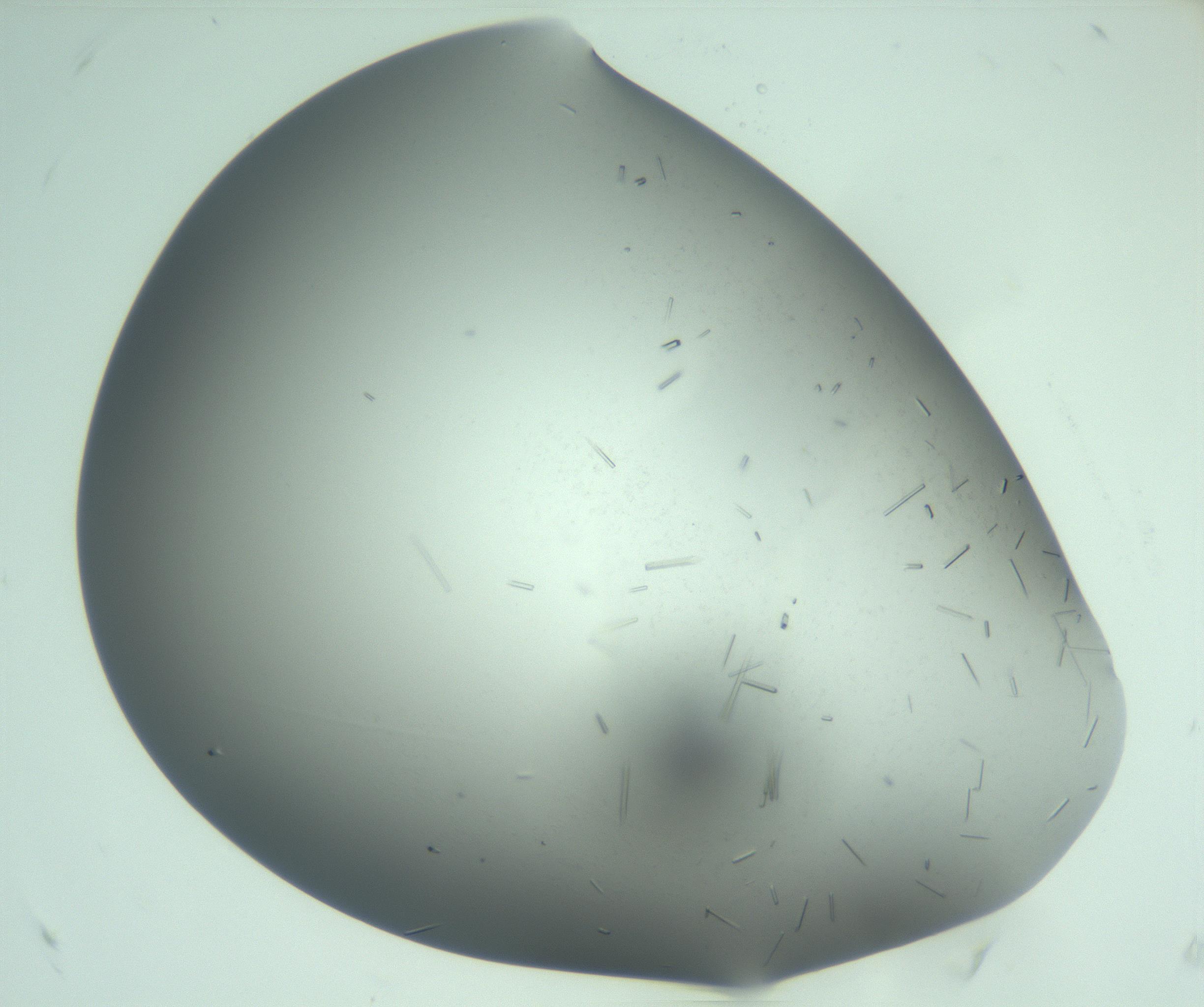 RI01_03_000_0212_Proj1_Clon1_MC_0000MC103280_003_170217_04_05_02_00_99_002_001_RAI.jpg